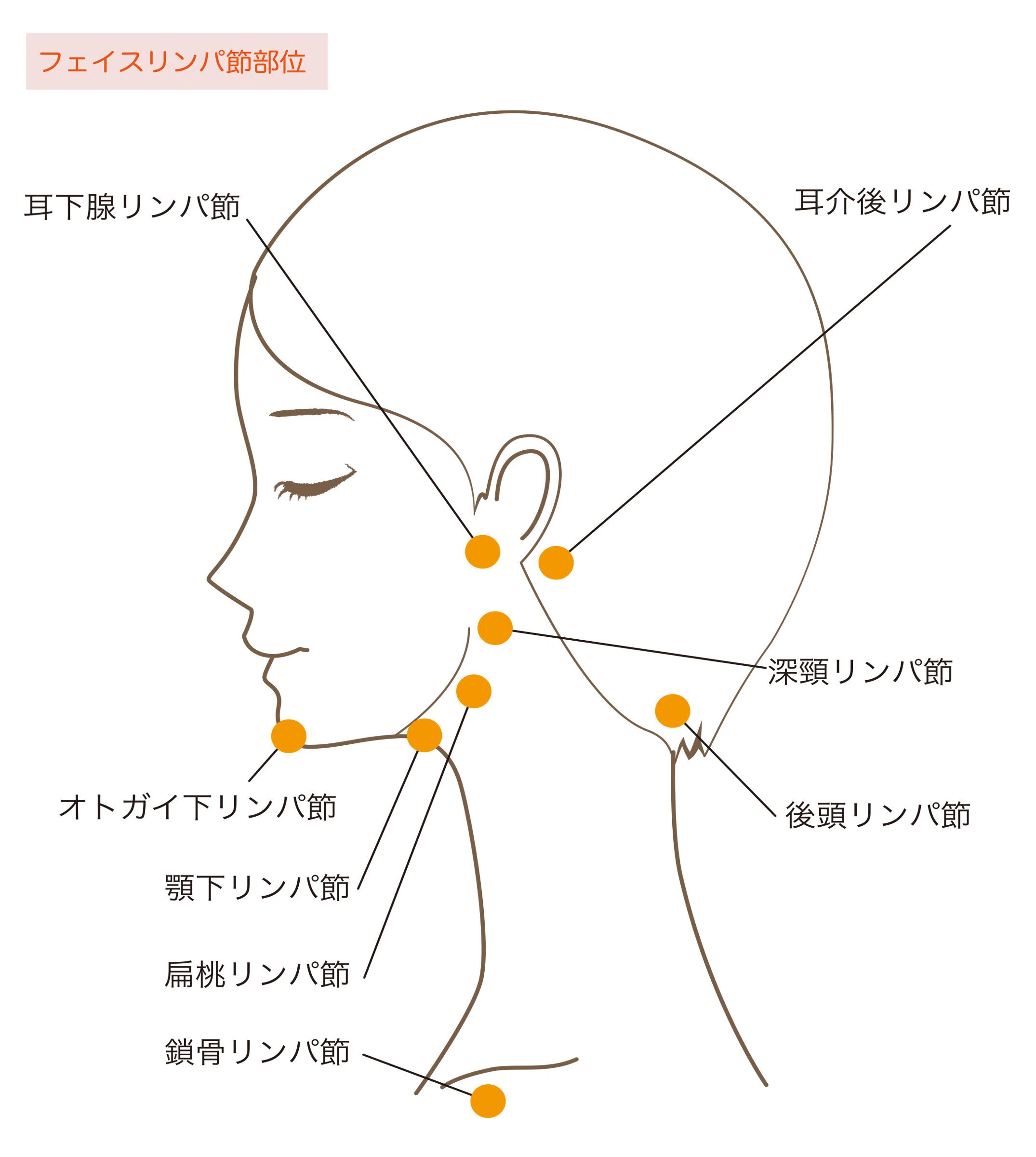 リンパドレナージュとは｜一般社団法人メディカルエステ協会