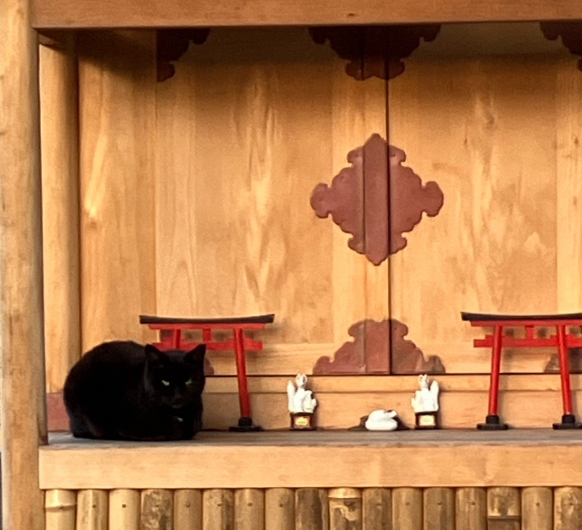 白い猫と黒い猫｜ally 52