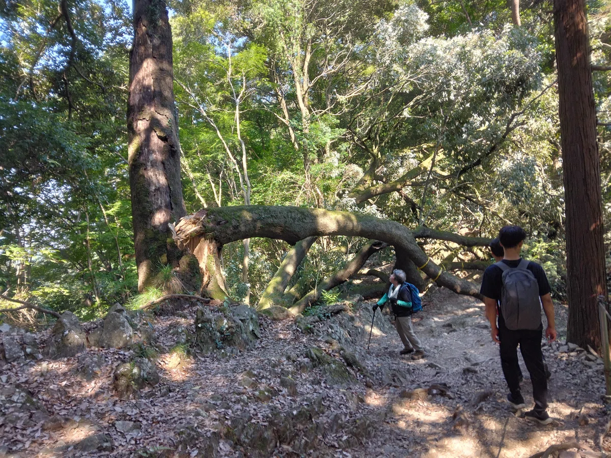 お盆の休み明けの高尾山！人出も疎らでゆっくりと歩く！｜高尾山365