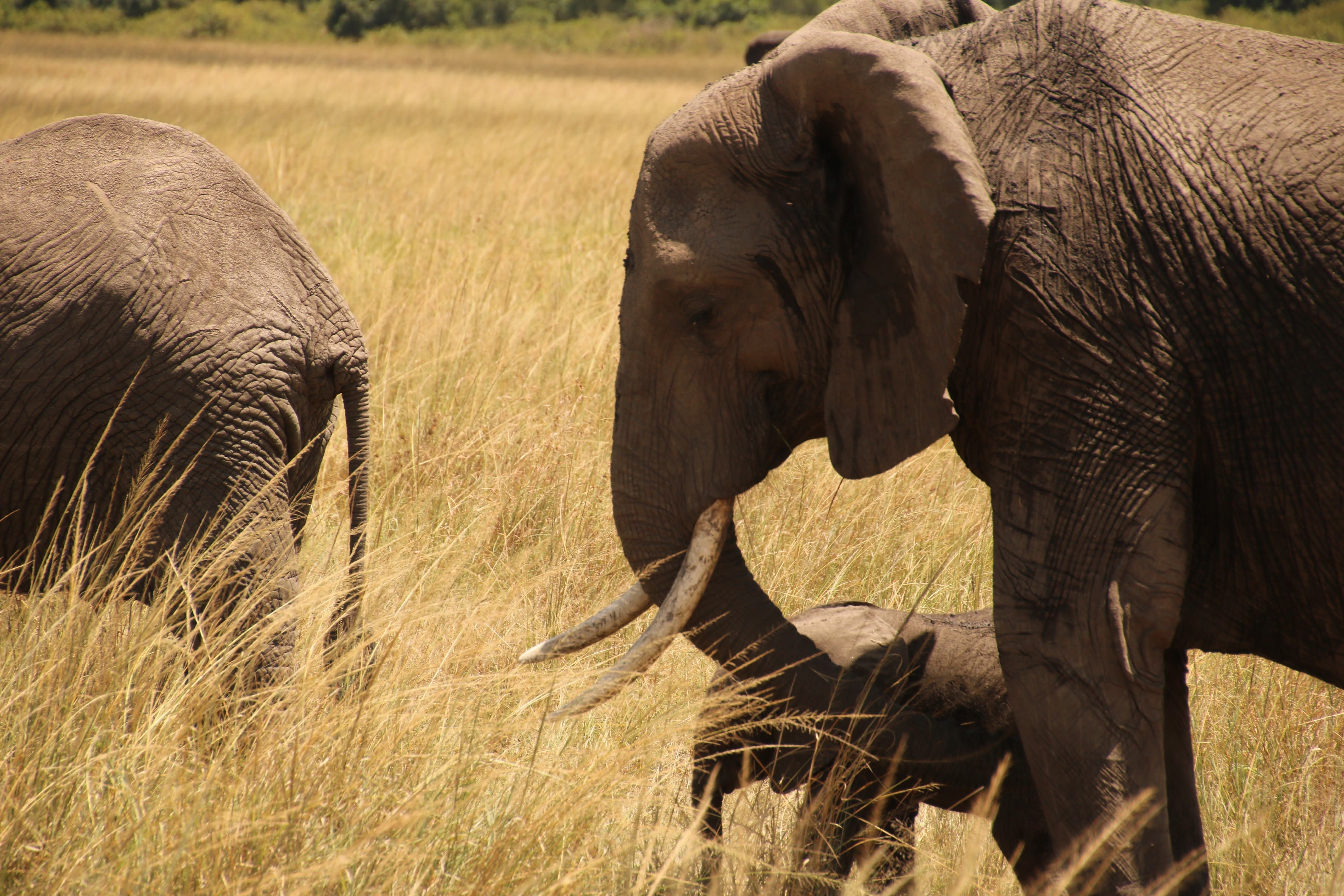 ケニアサファリのBIG5】サファリで必ず会いたい！アフリカゾウの魅力と