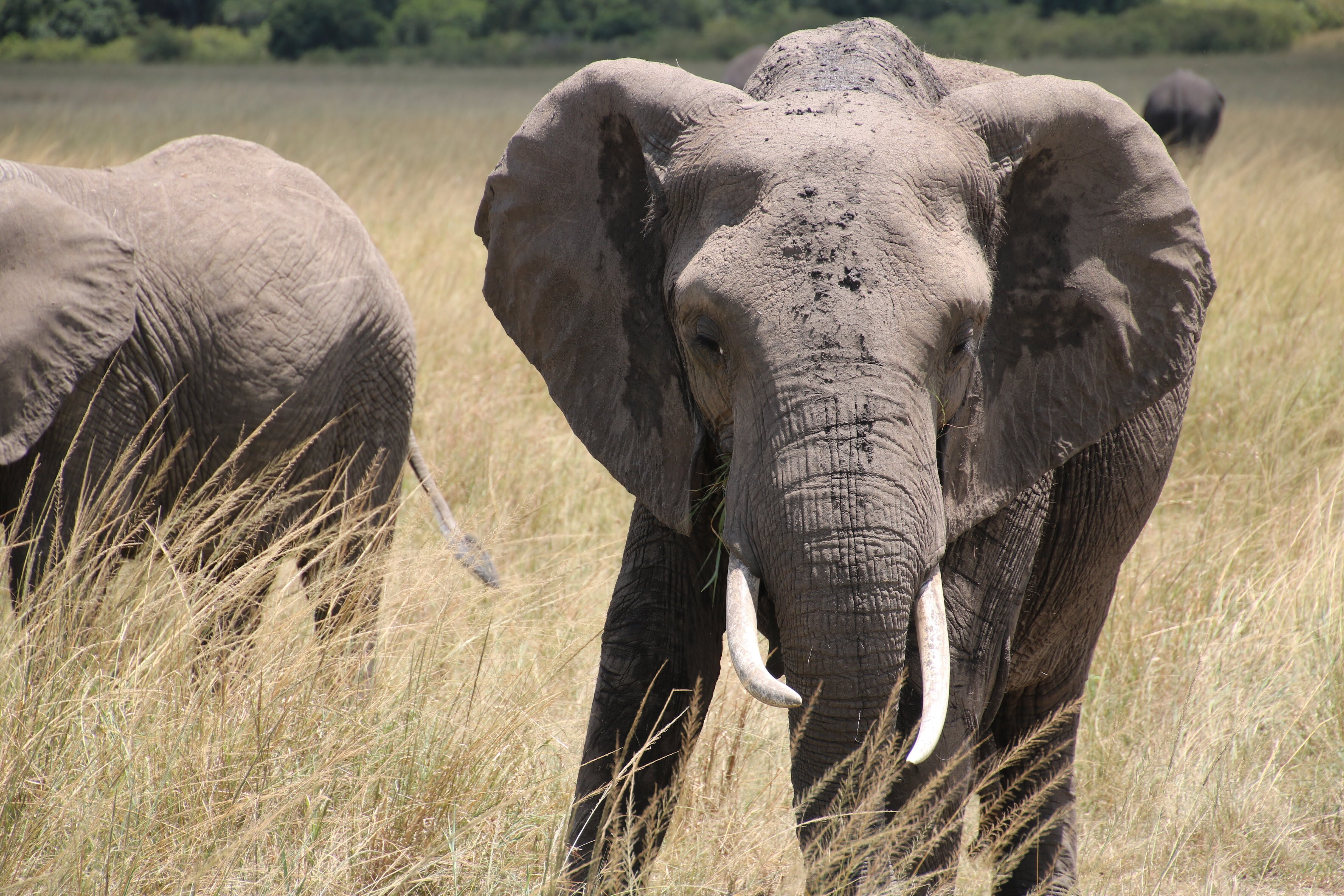 ケニアサファリのBIG5】サファリで必ず会いたい！アフリカゾウの魅力と