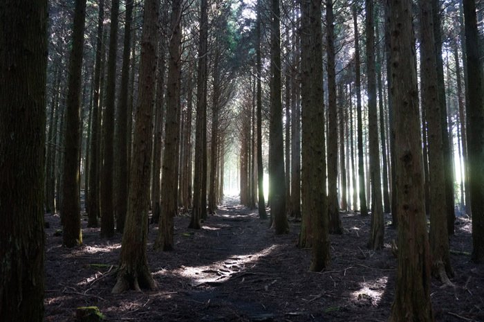 由布岳西口登山道・神秘の杉林