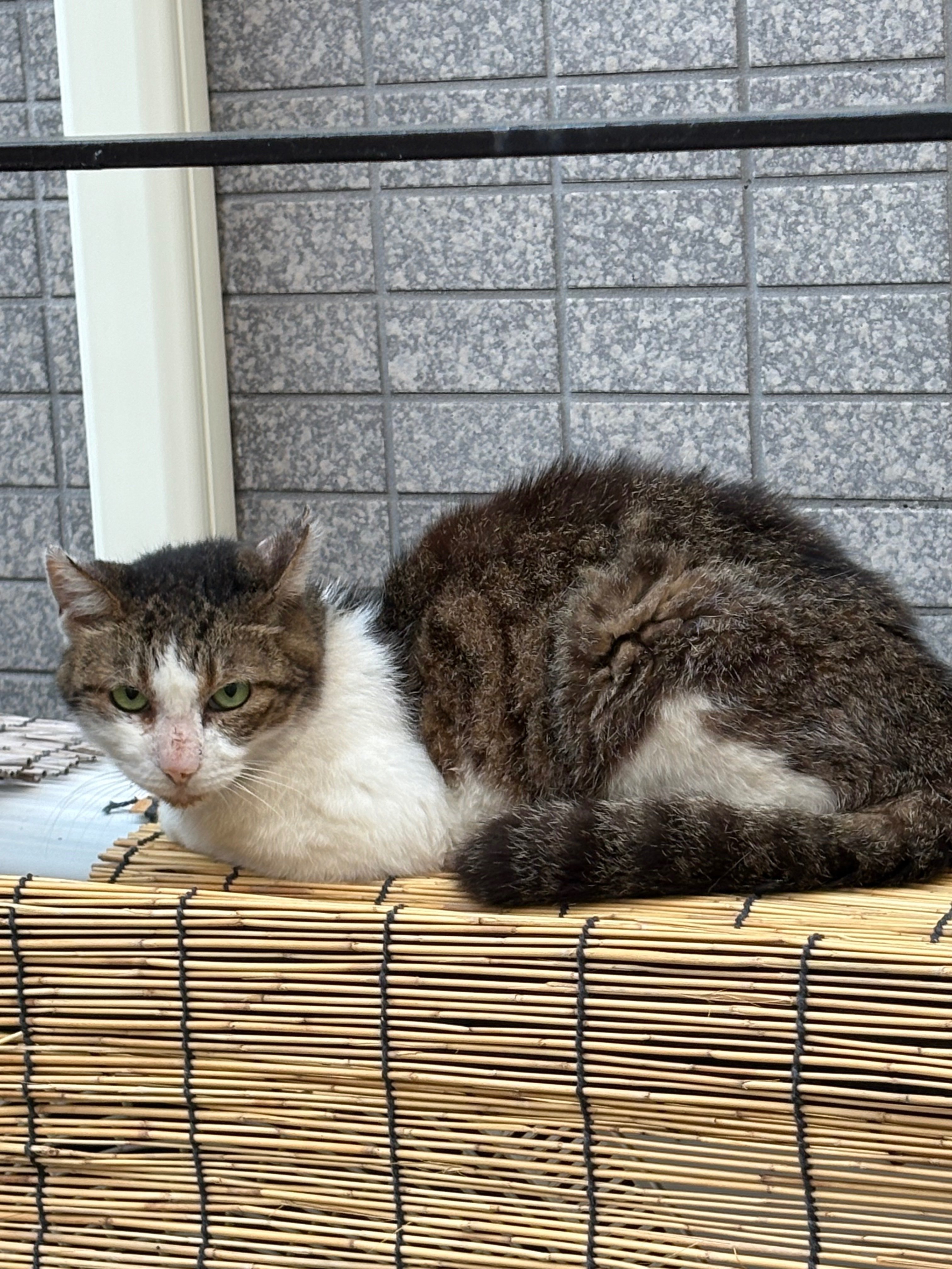 よこねこ会 保護物語2025夏①｜OMA