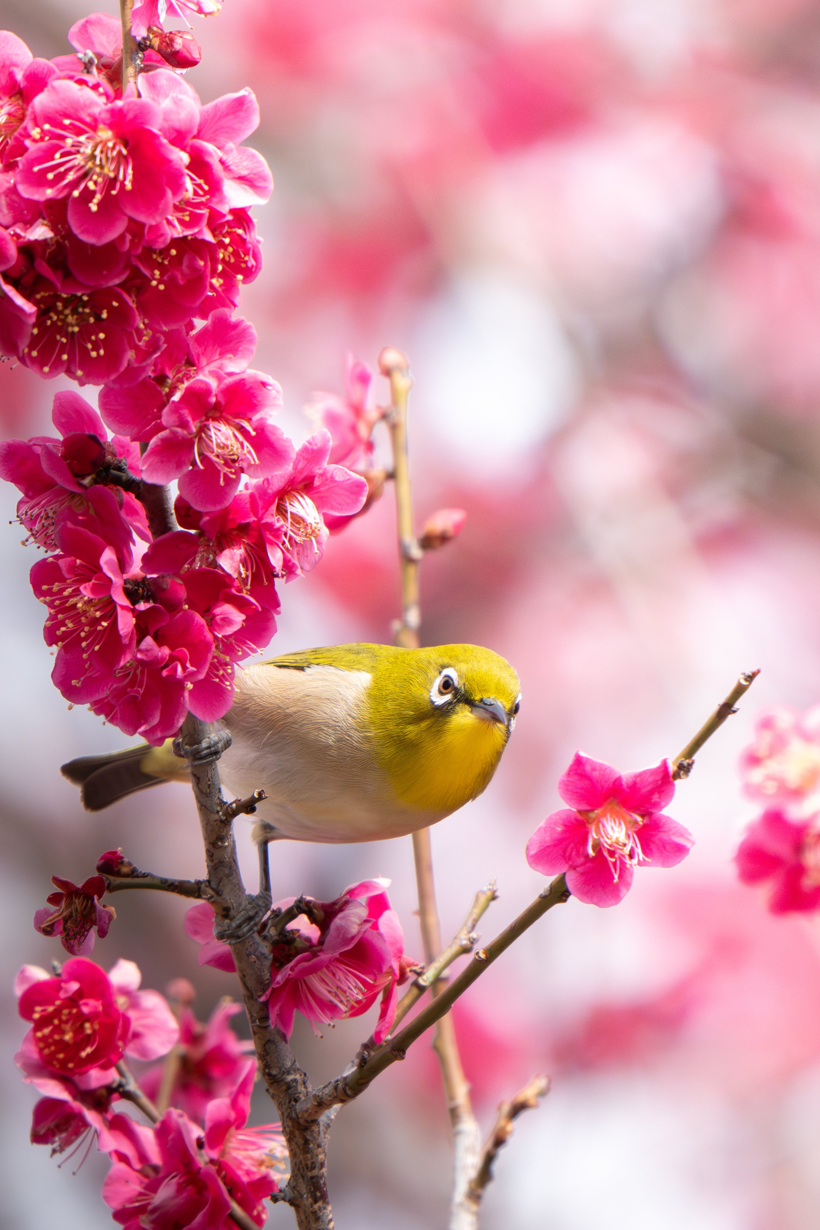 超望遠初心者でもOK！600mmでここまで撮れるZレンズ｜METAL