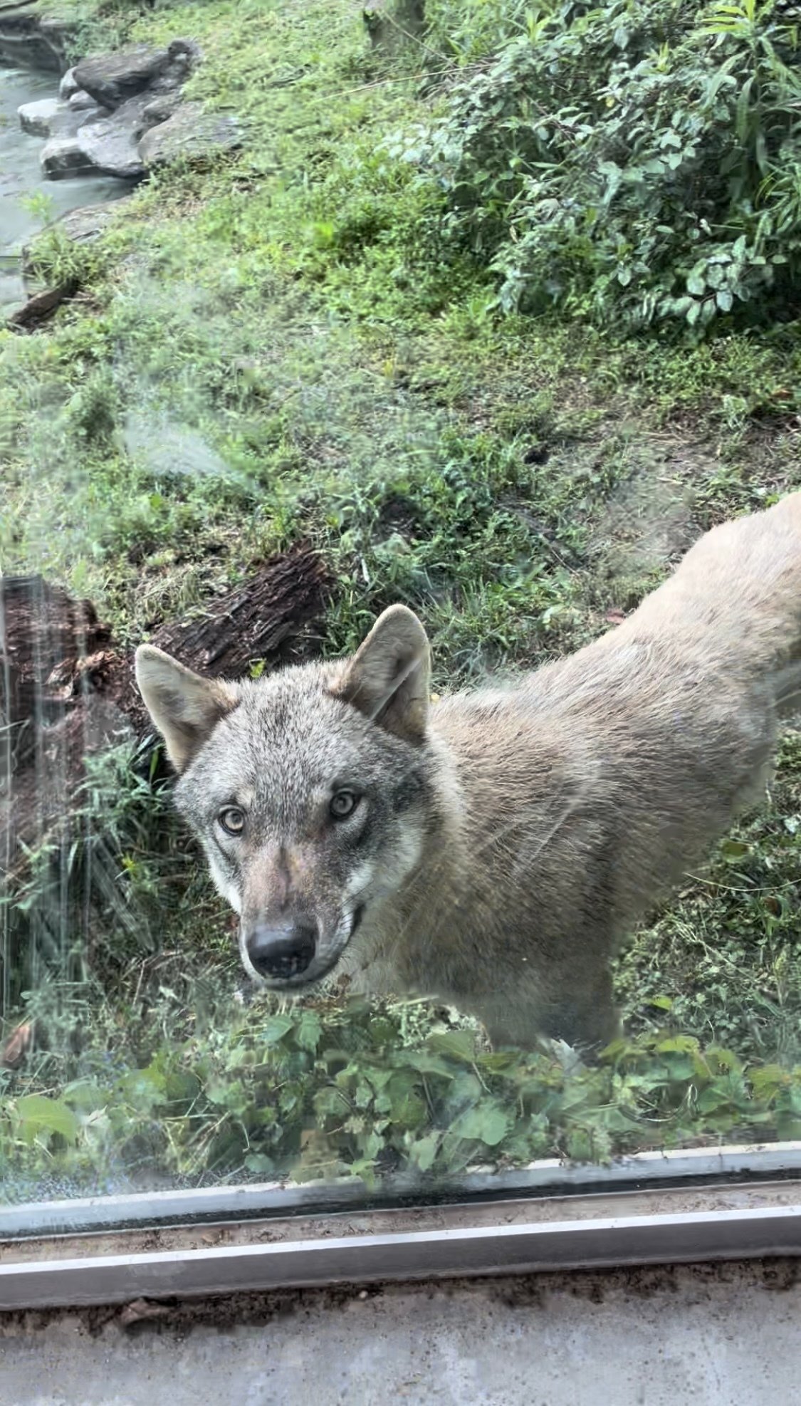 タイリク（ヨーロッパ）オオカミ｜SIZUKA
