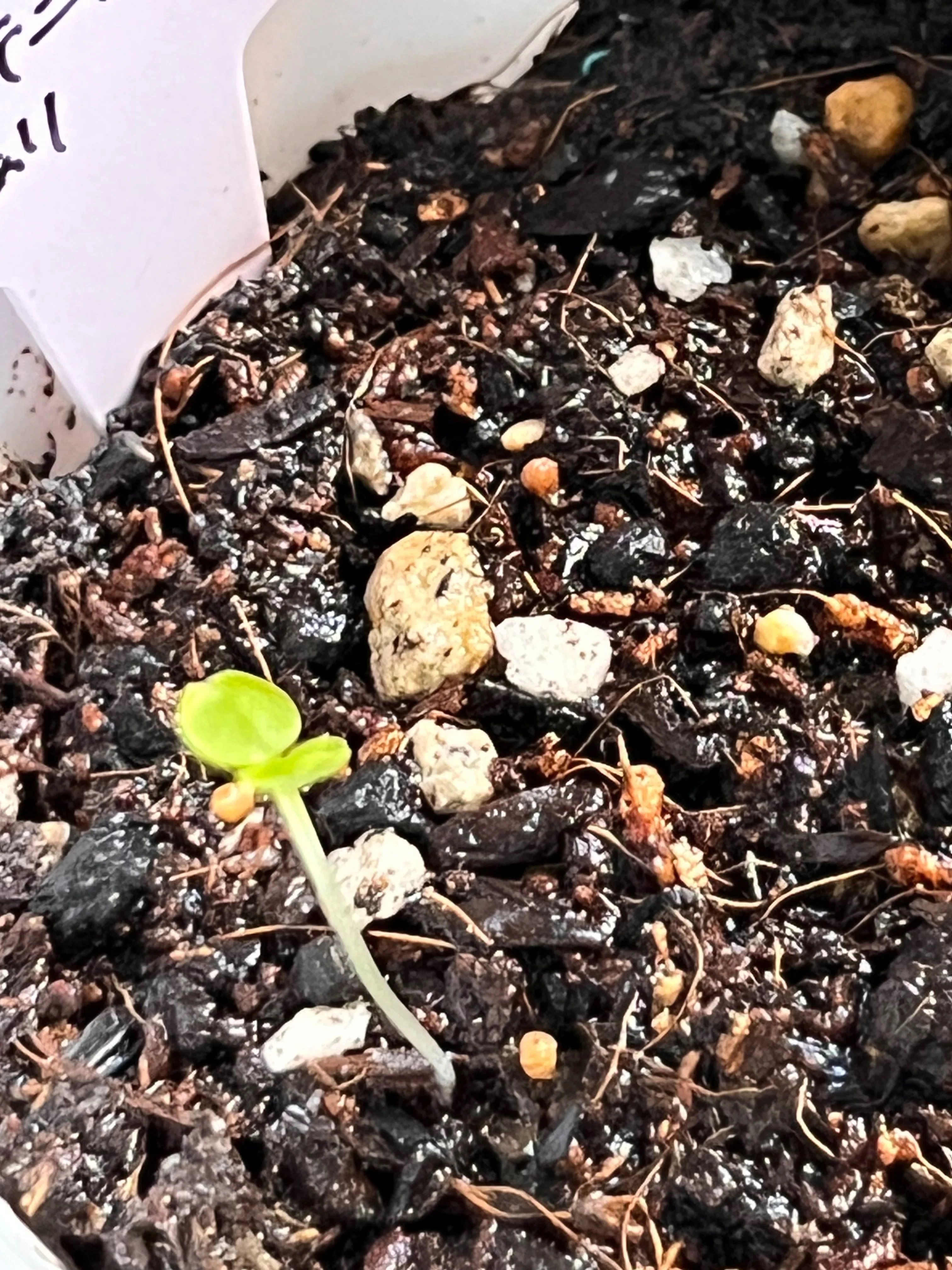タネまき】ドルステニア フォエチダ 無事発芽🌱｜シオ＠西向き部屋で