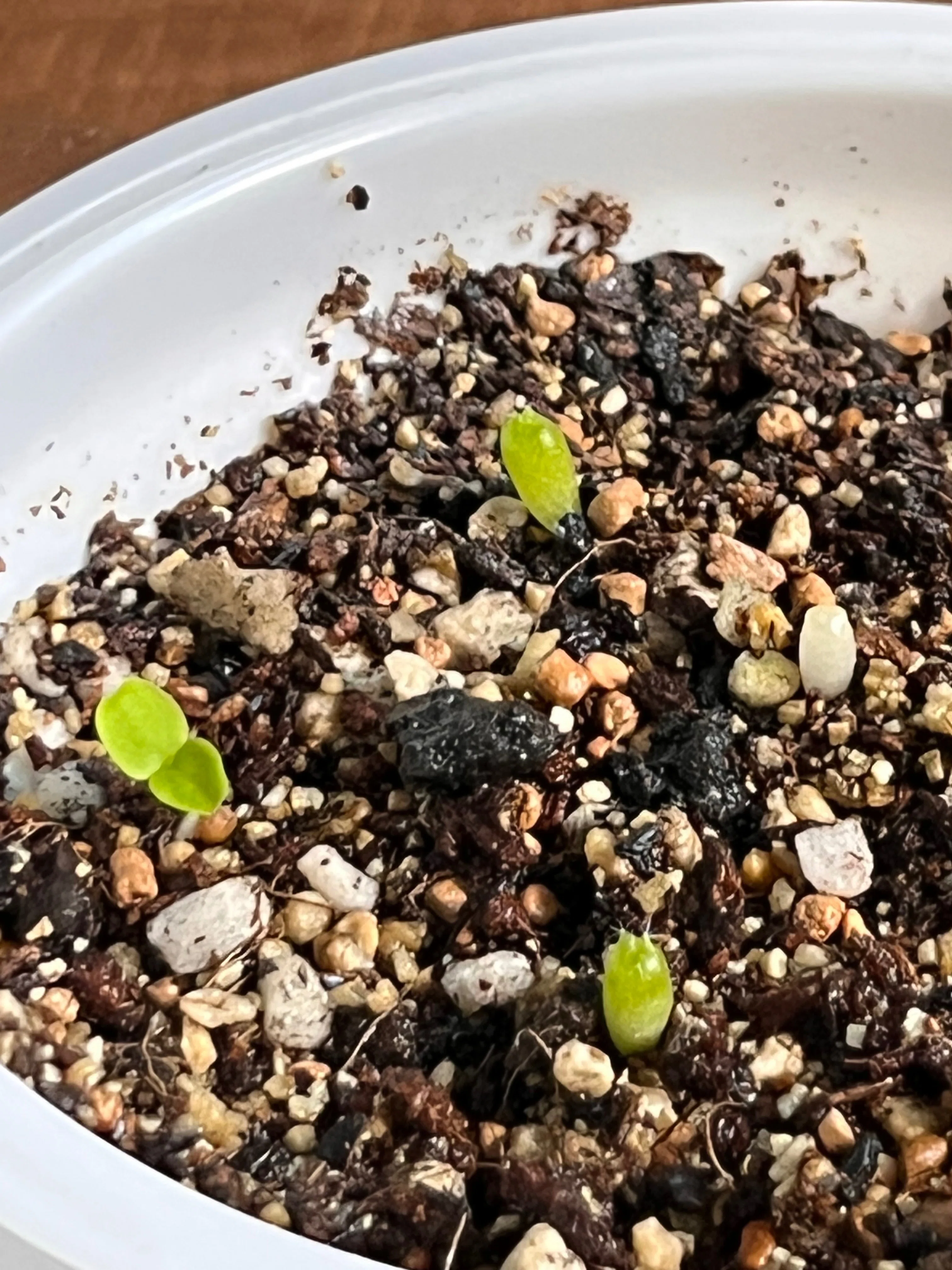 発芽 タネまき】ドルステニア フォエチダ 無事発芽🌱｜シオ＠西向き部屋で