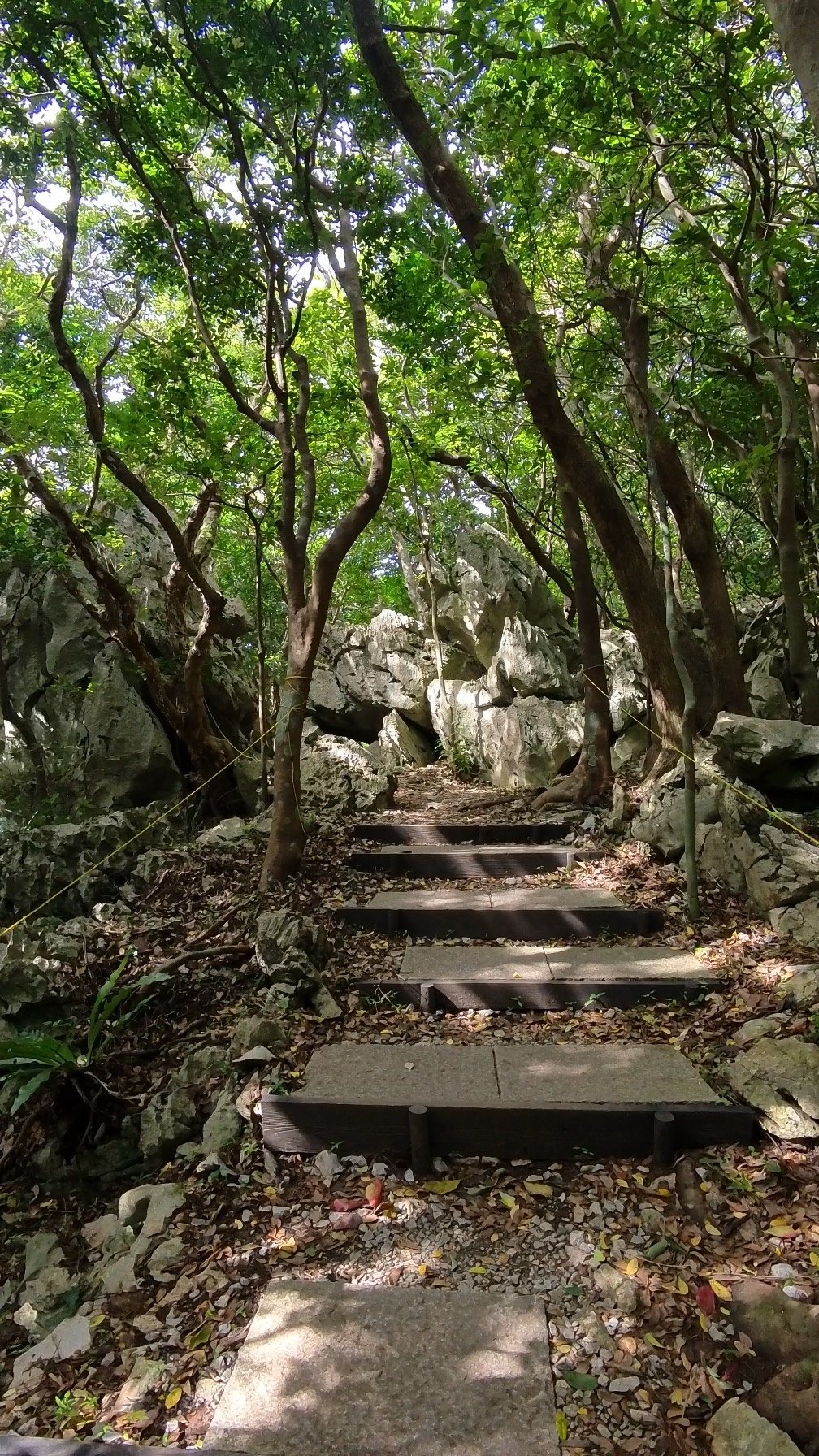 沖縄ひとり旅｜アスムイハイクス（旧・大石林山）で出会った神秘の森