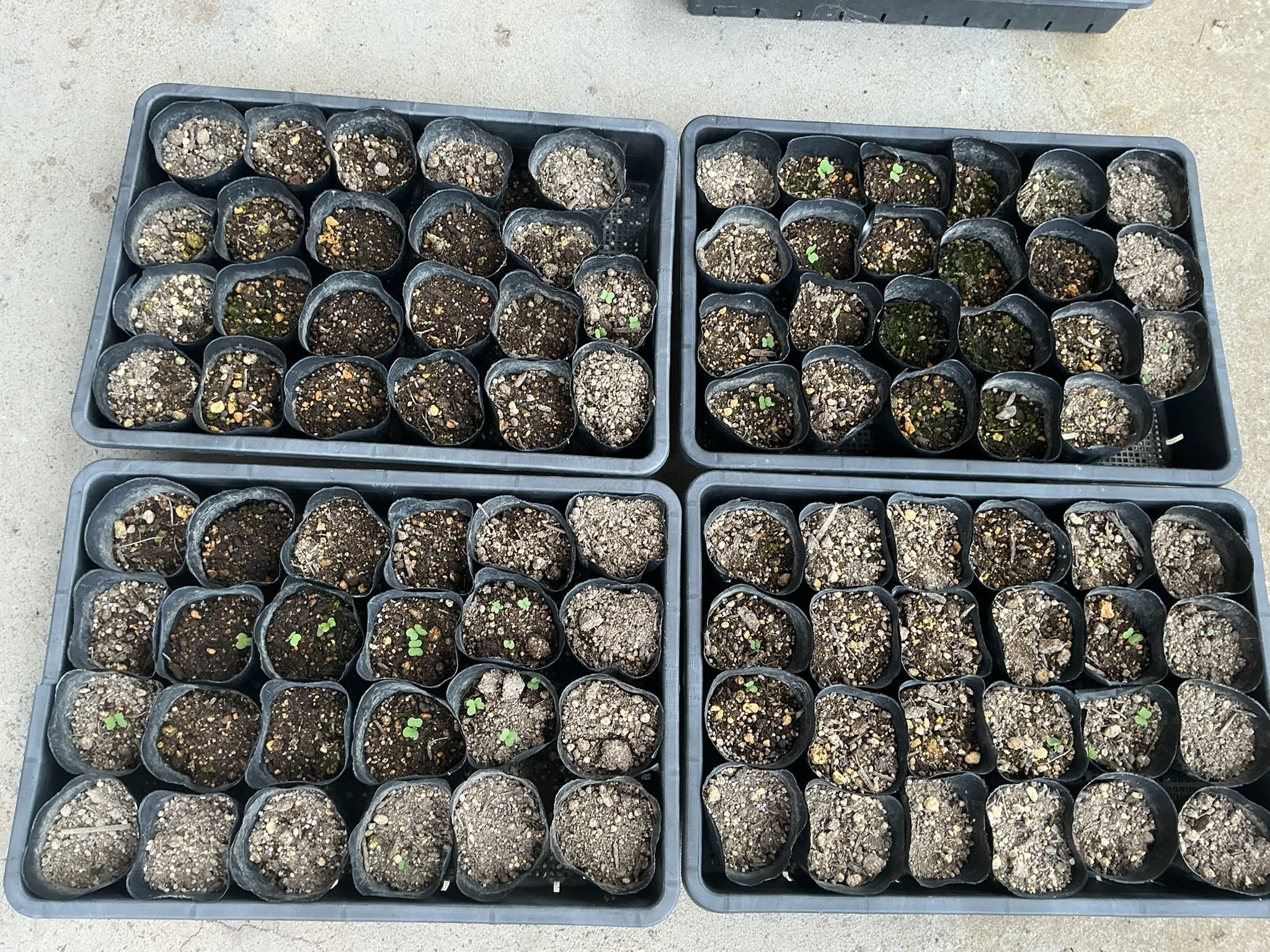 畑は最高の出来！なのに苗が全く成長しない！｜DJ.プラグマティクス