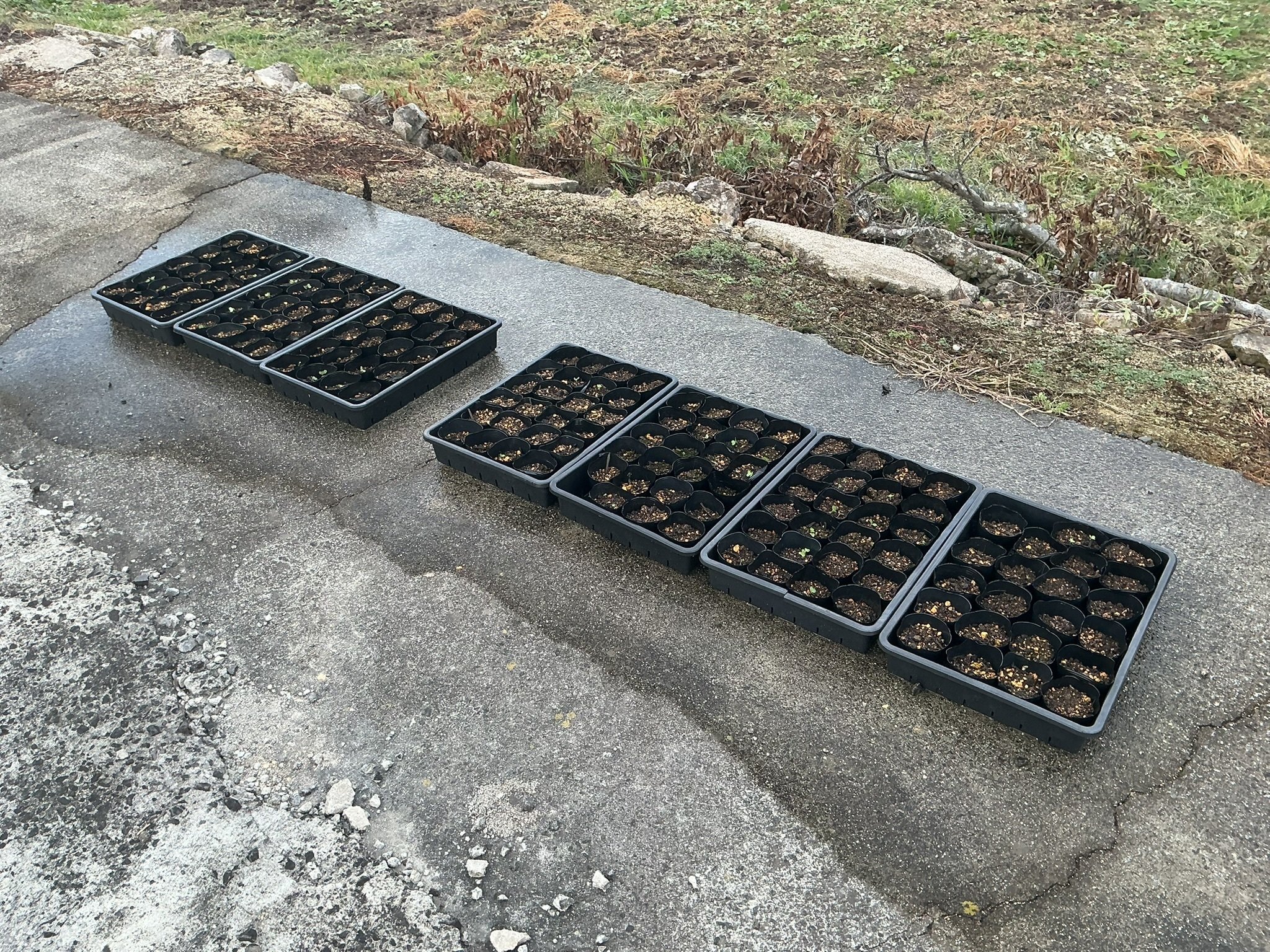 畑は最高の出来！なのに苗が全く成長しない！｜DJ.プラグマティクス