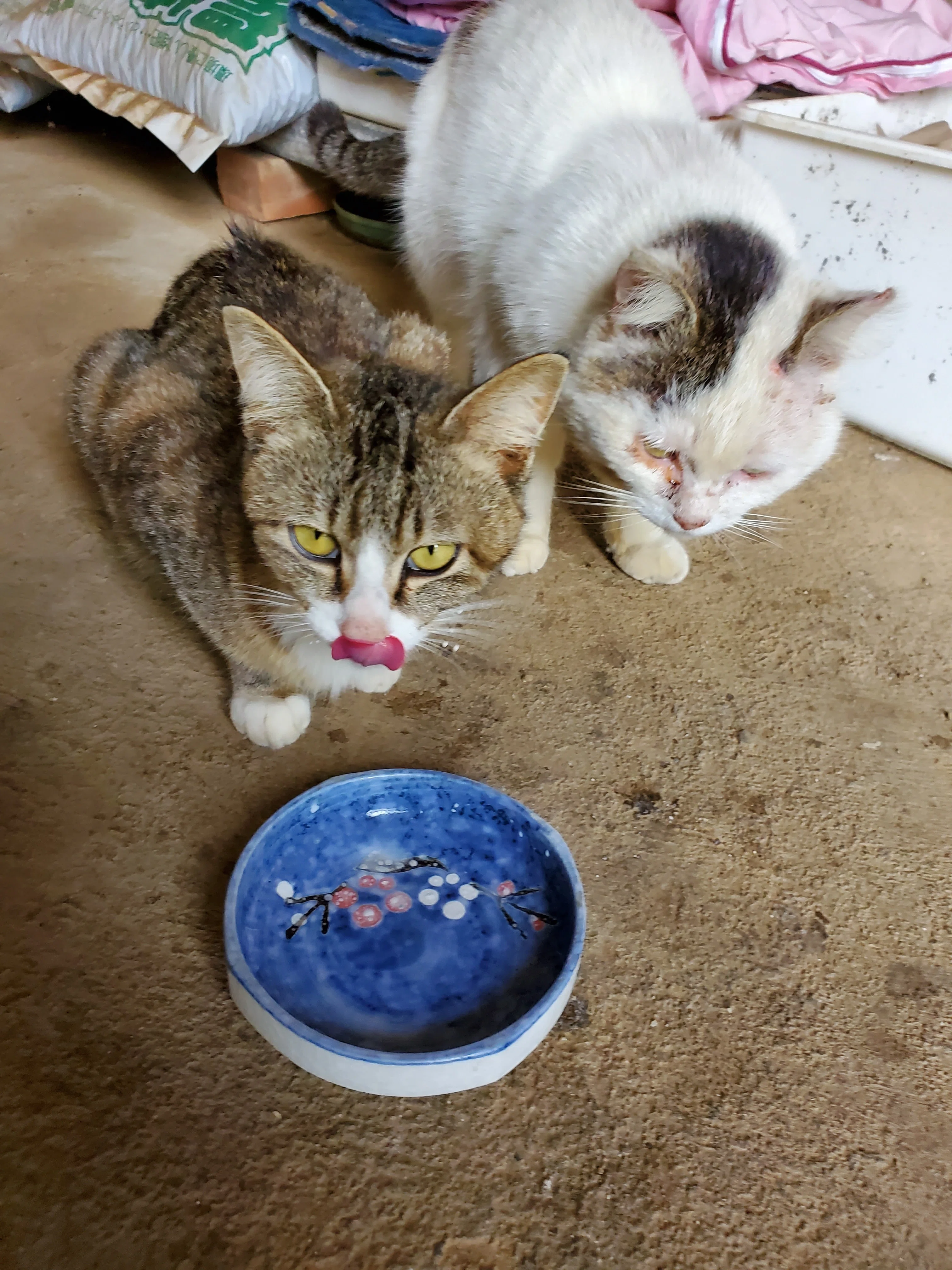 薔薇ネコです！！ Japan's Cat Paradise 🇯🇵🐈 10 Rescue Cats in a Rose Garden🌹 [ENG