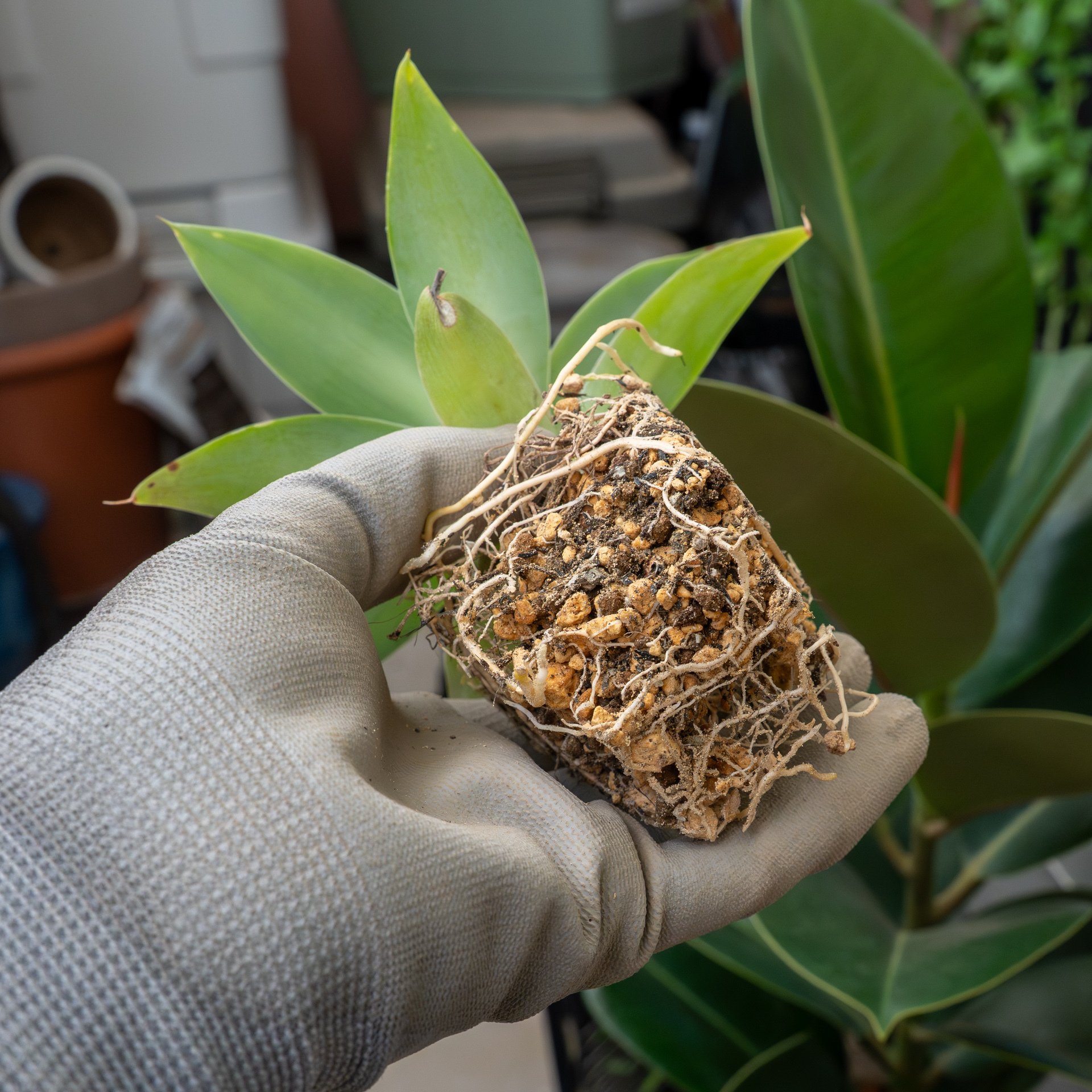 アガベ・アテナータ・ボーチンブルーの成長記録｜燃えるゴミ