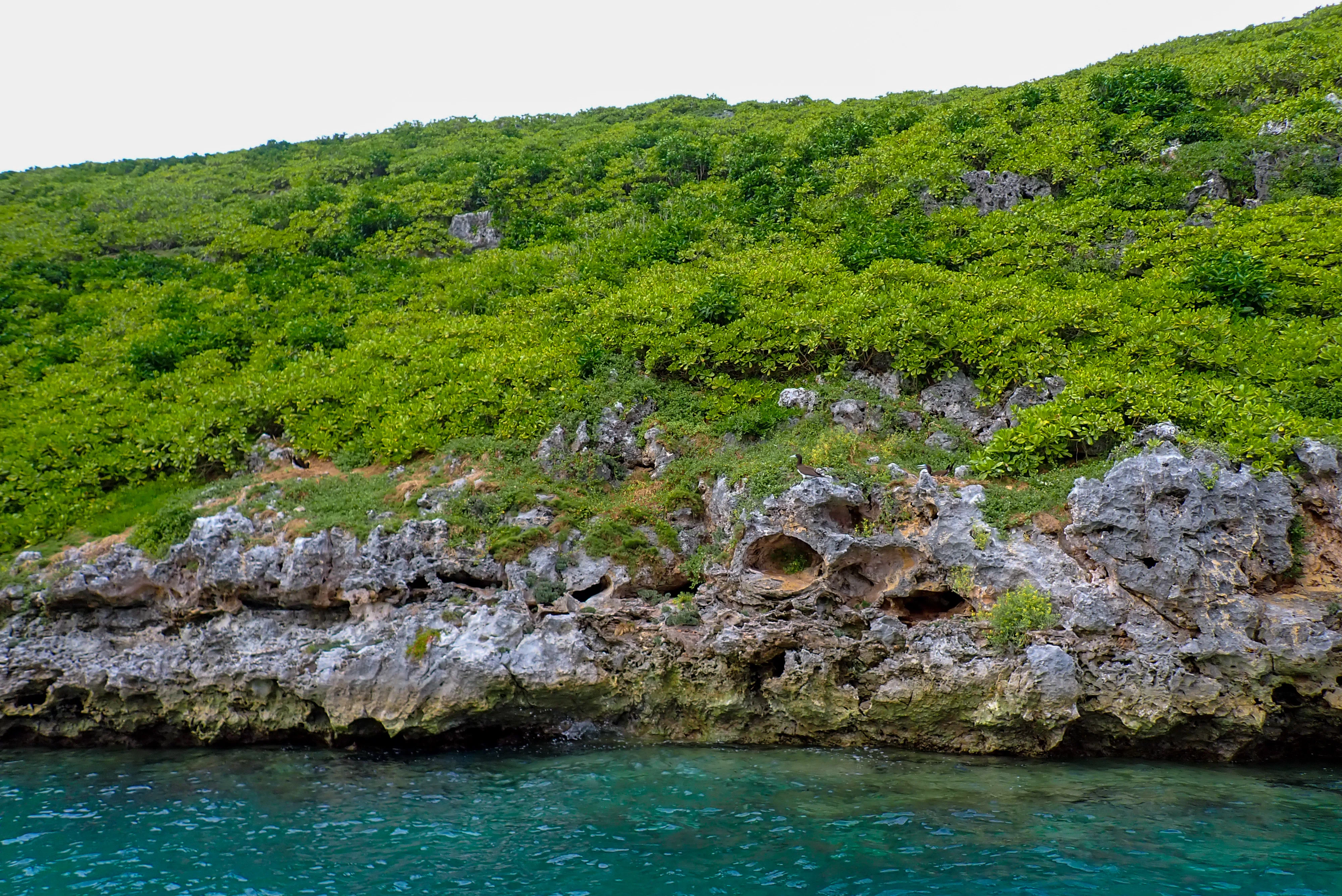 カメラと旅⌇【小笠原】半化石のある自然の宝庫の無人島（2025.07 ⑫