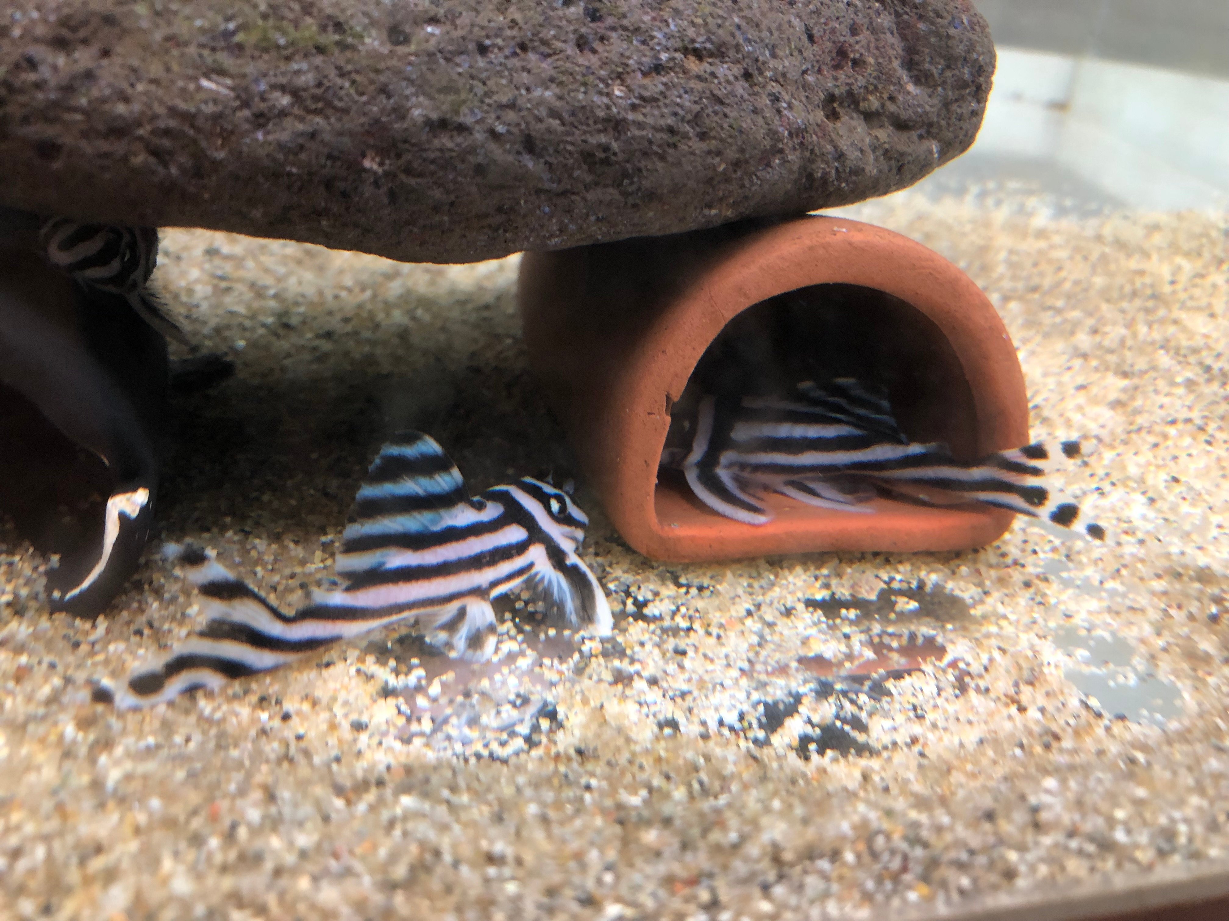 インペリアルゼブラプレコの繁殖① 概要｜だんごむし。／趣味熱帯魚