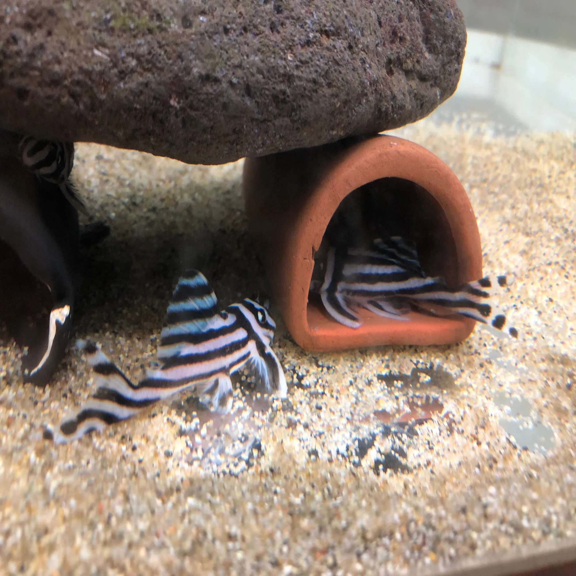 インペリアルゼブラプレコの繁殖① 概要｜だんごむし。／趣味熱帯魚 