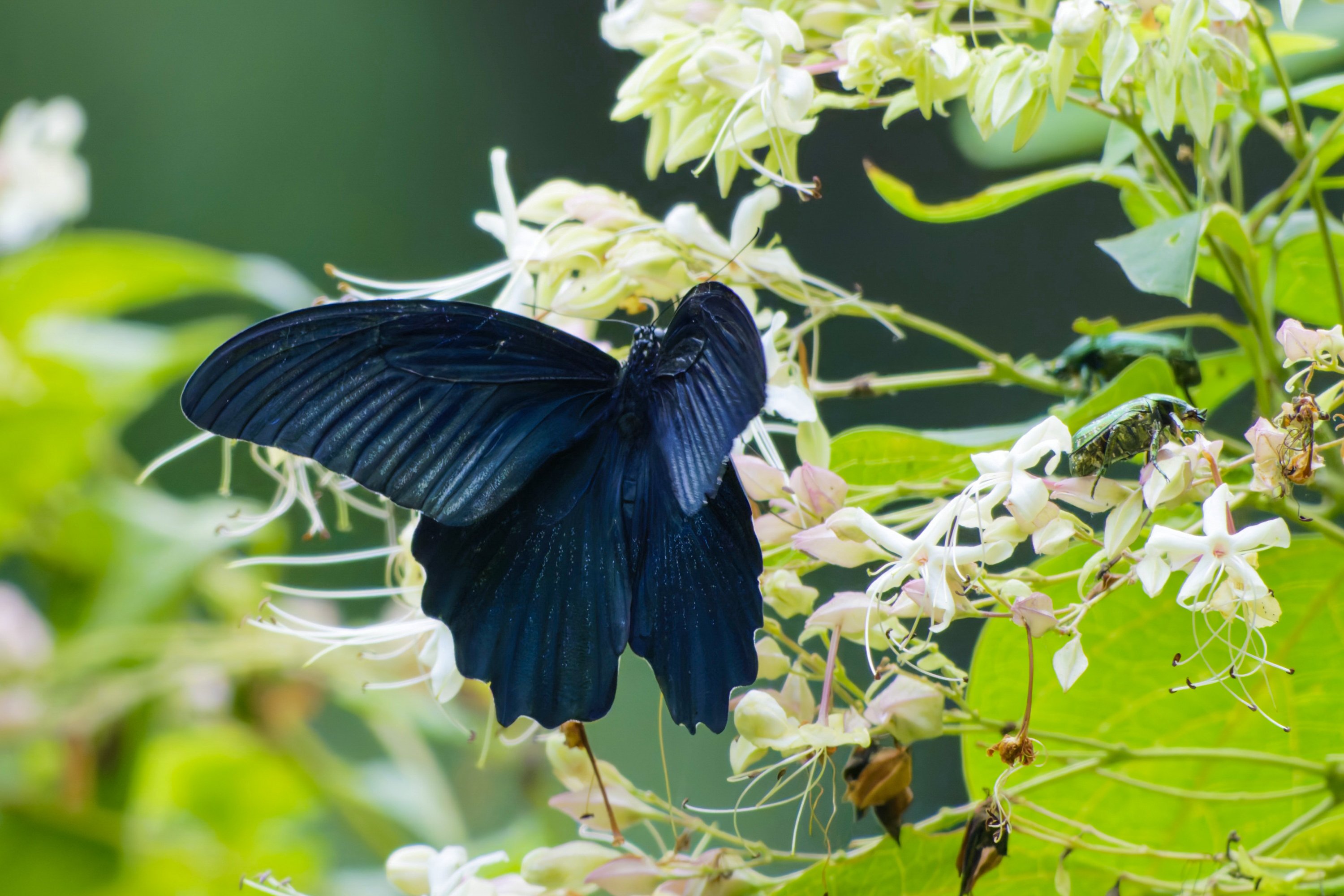 ナガサキアゲハ♂(長崎揚羽)｜Miya