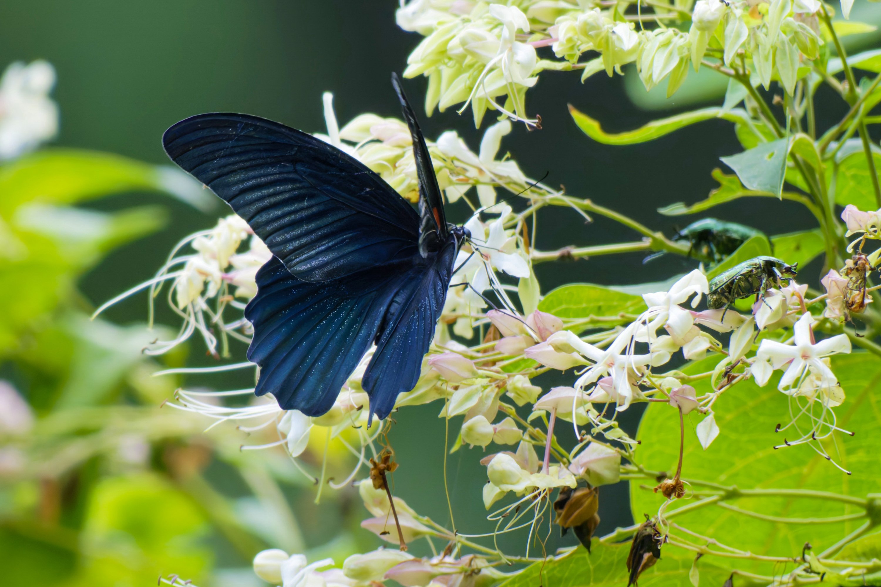 ナガサキアゲハ♂(長崎揚羽)｜Miya