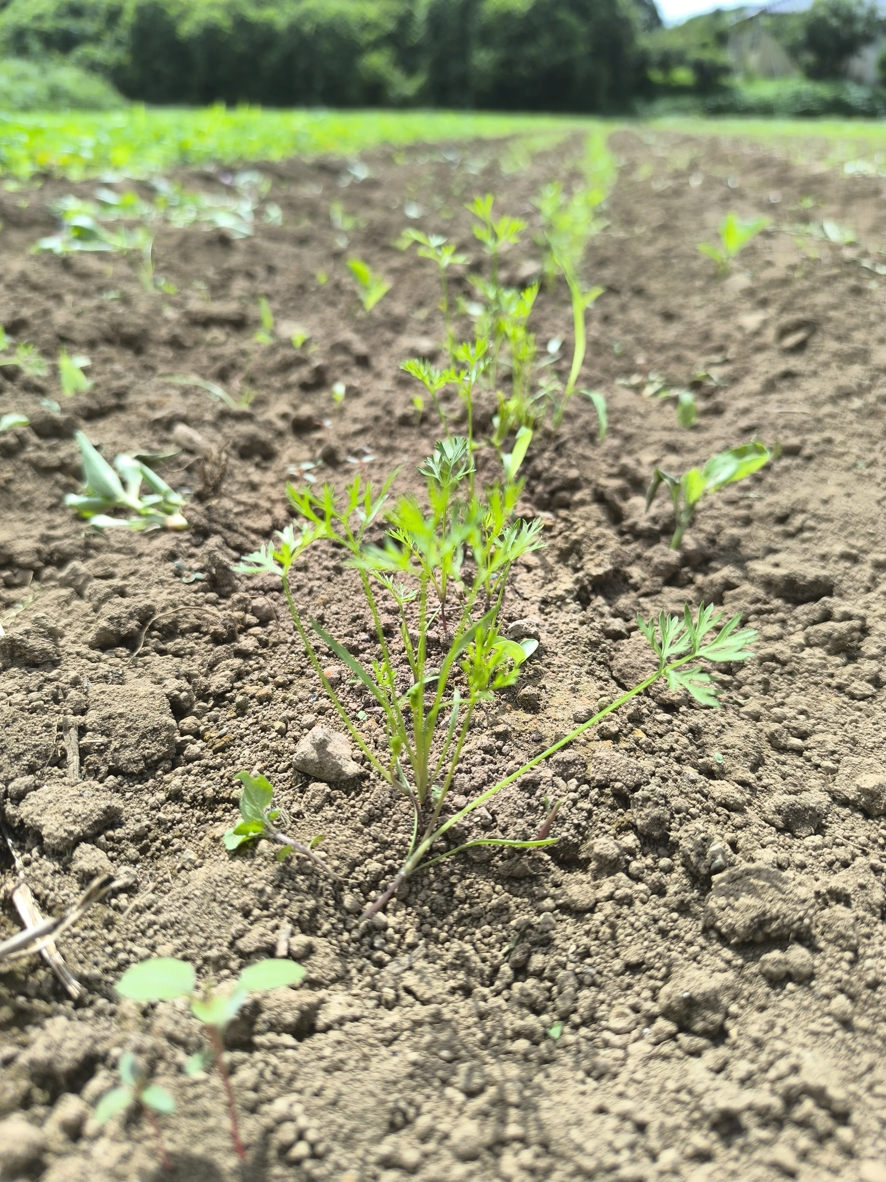 自然栽培の畑から 『豪雨から立ち上がる人参の芽』｜根ざす生き方