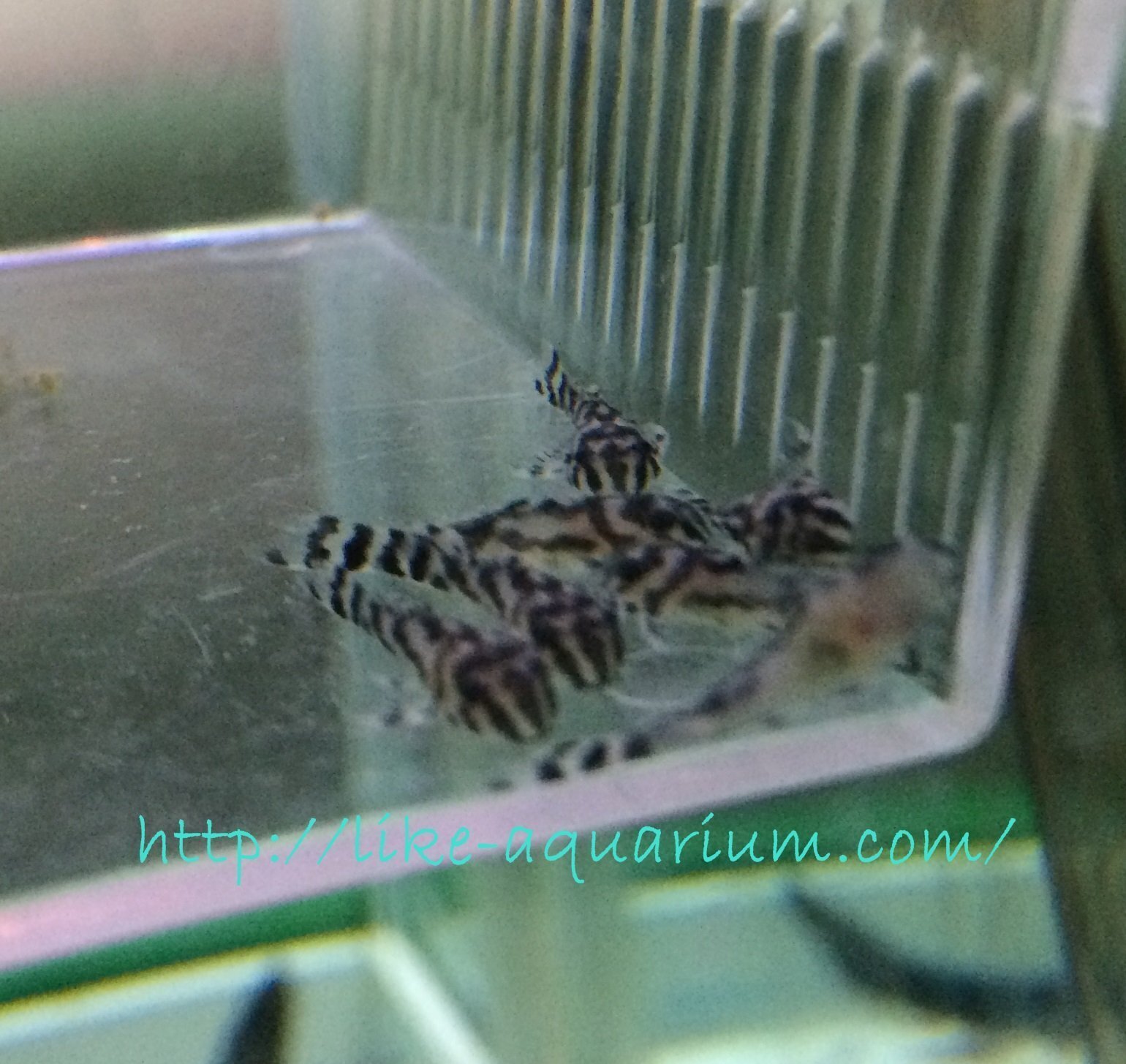 インペリアルゼブラプレコ稚魚 インペリアルゼブラプレコの繁殖⑤ 稚魚の取出しについて｜だんごむし