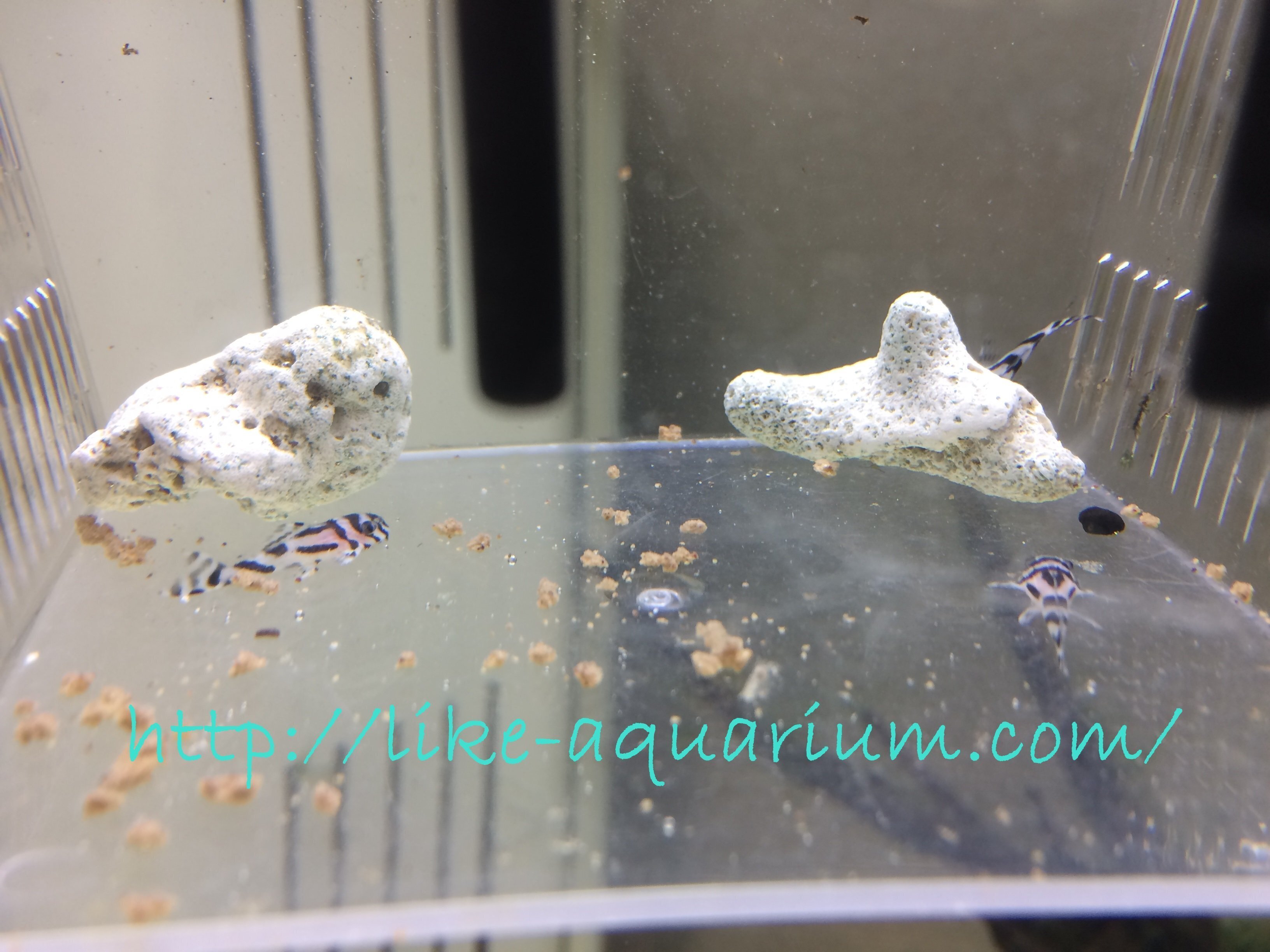 インペリアルゼブラプレコの繁殖⑥ 生まれたての稚魚の飼育方法