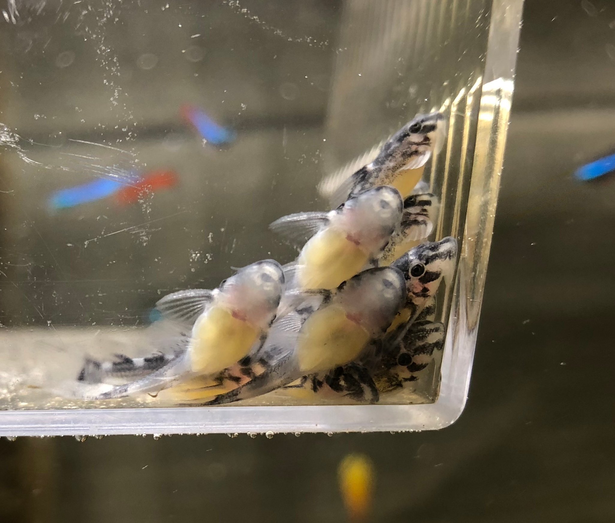 インペリアルゼブラプレコの繁殖⑥ 生まれたての稚魚の飼育方法