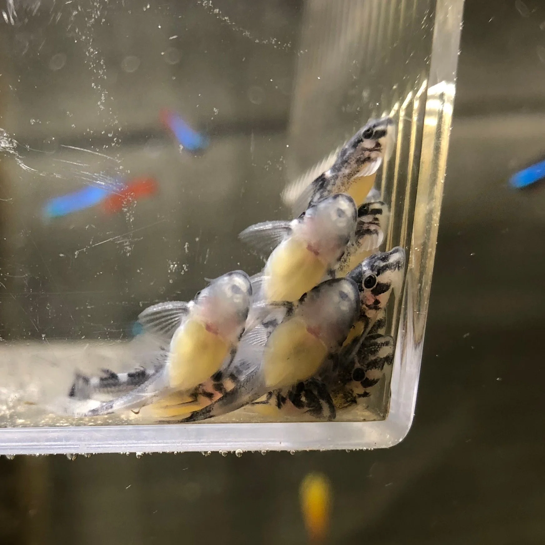インペリアルゼブラプレコの繁殖⑥ 生まれたての稚魚の飼育方法 