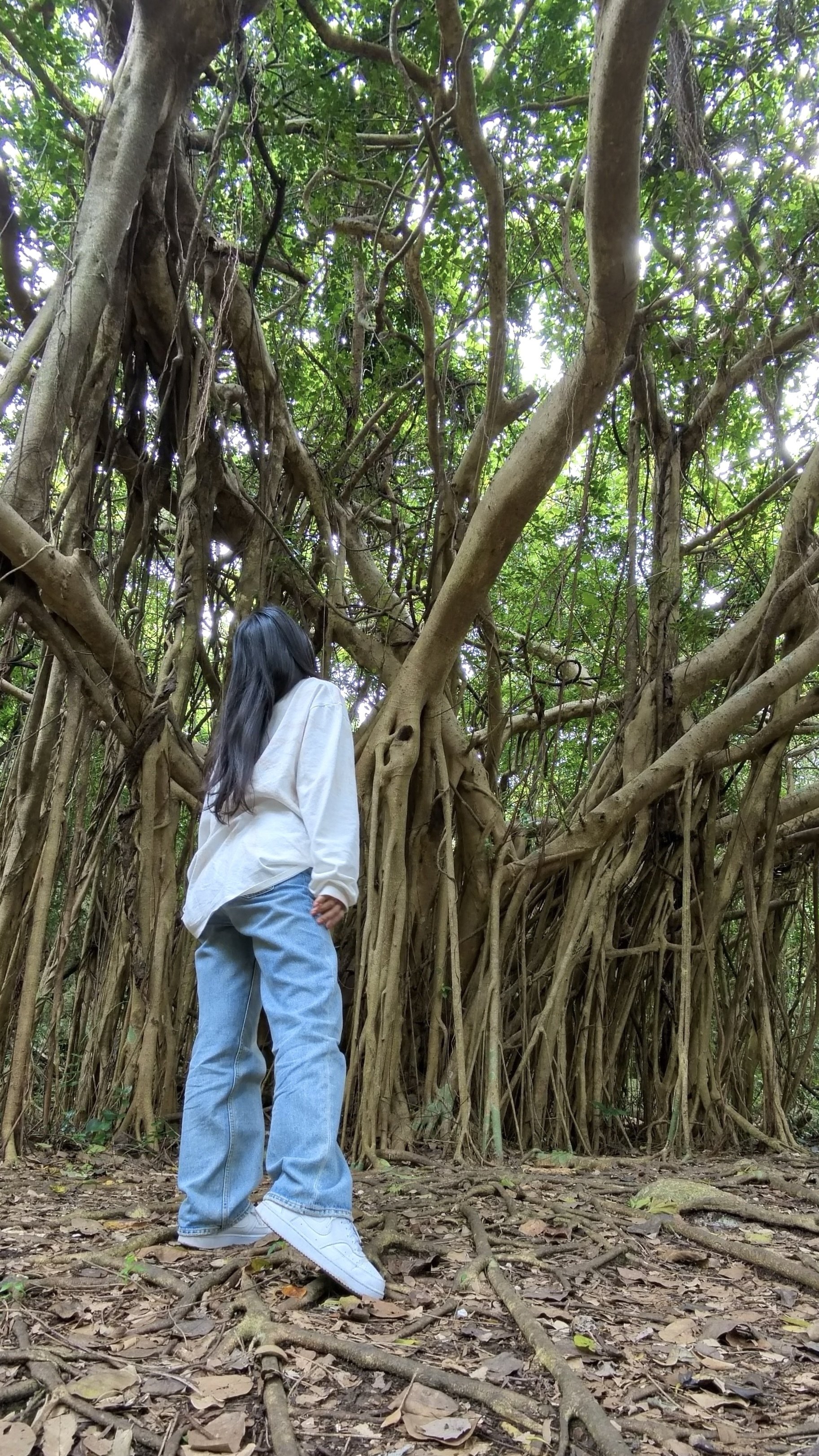 沖縄ひとり旅｜アスムイハイクス（旧・大石林山）で出会った神秘の森