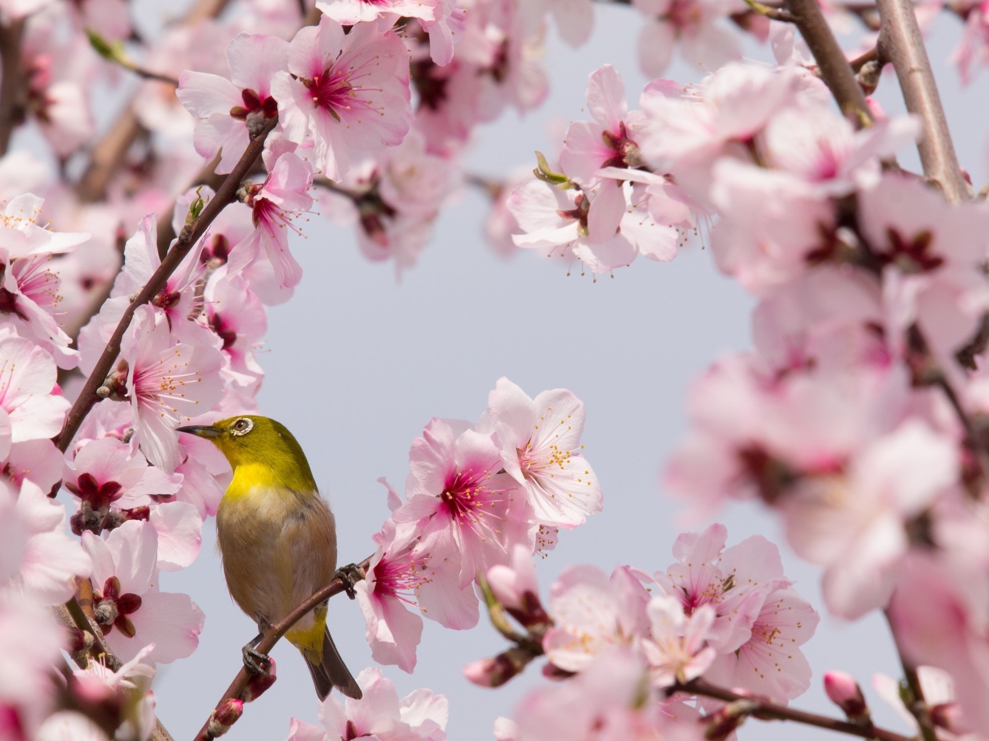 オリンパスのカメラと僕（写真の原体験）｜猫写真家 あおいとり