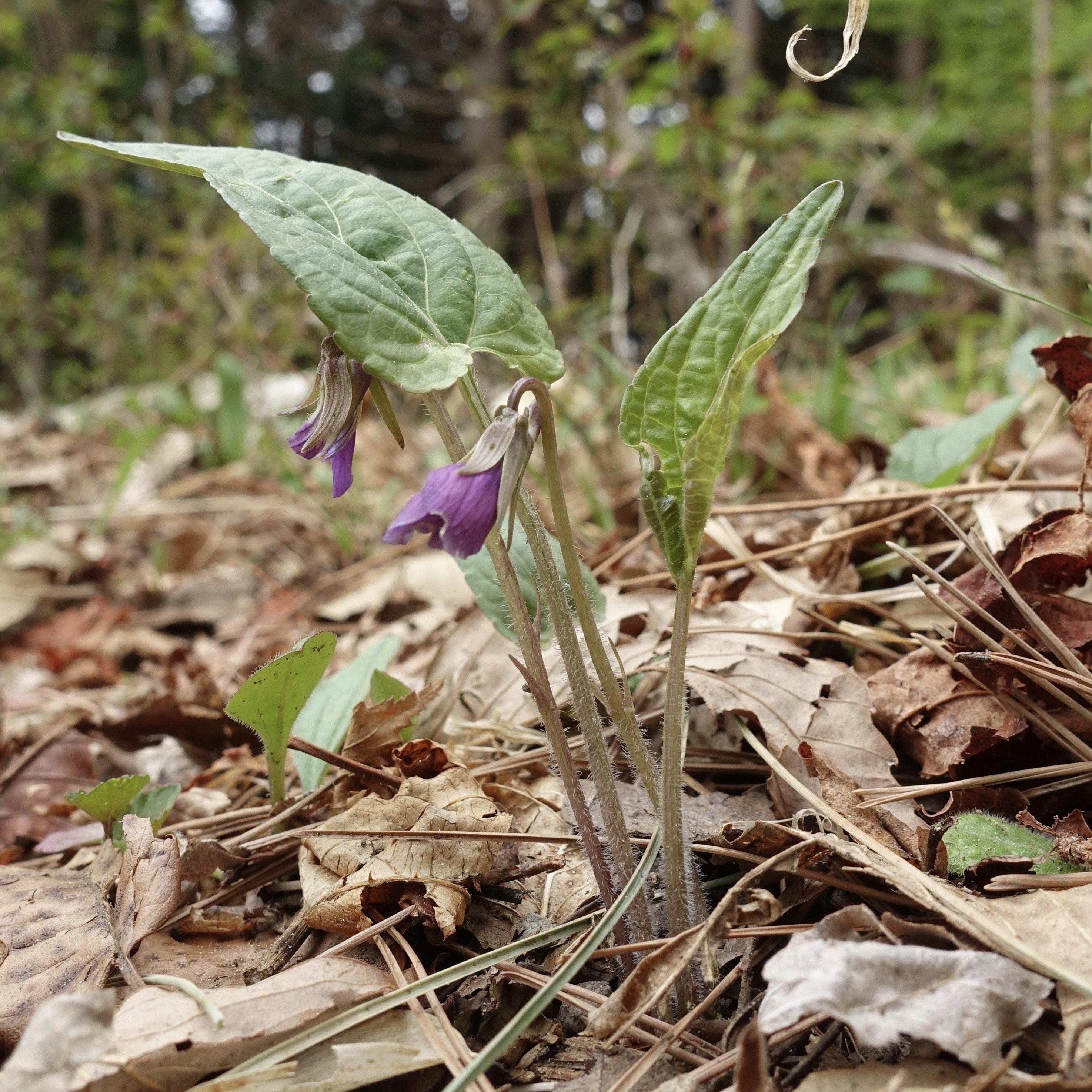 サクラスミレ｜noteスミレの部屋