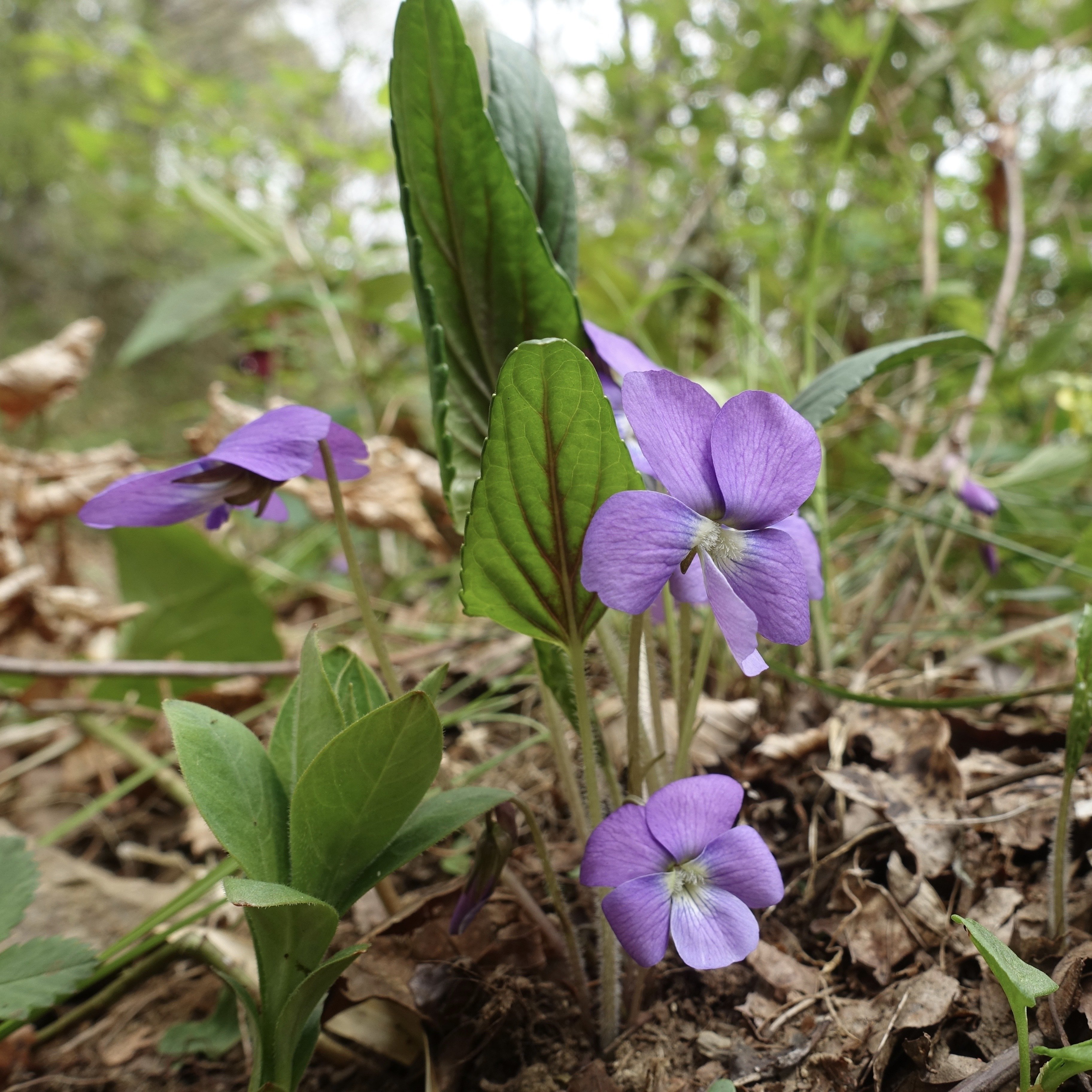 サクラスミレ Viola hirtipes｜noteスミレの部屋