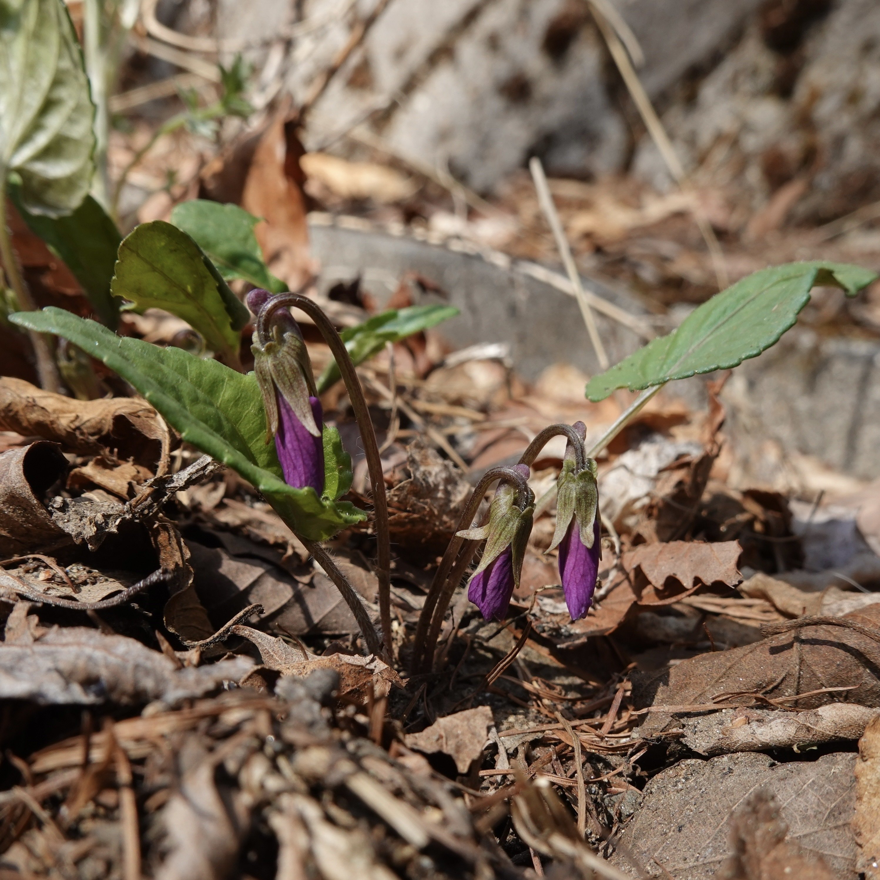 サクラスミレ｜noteスミレの部屋