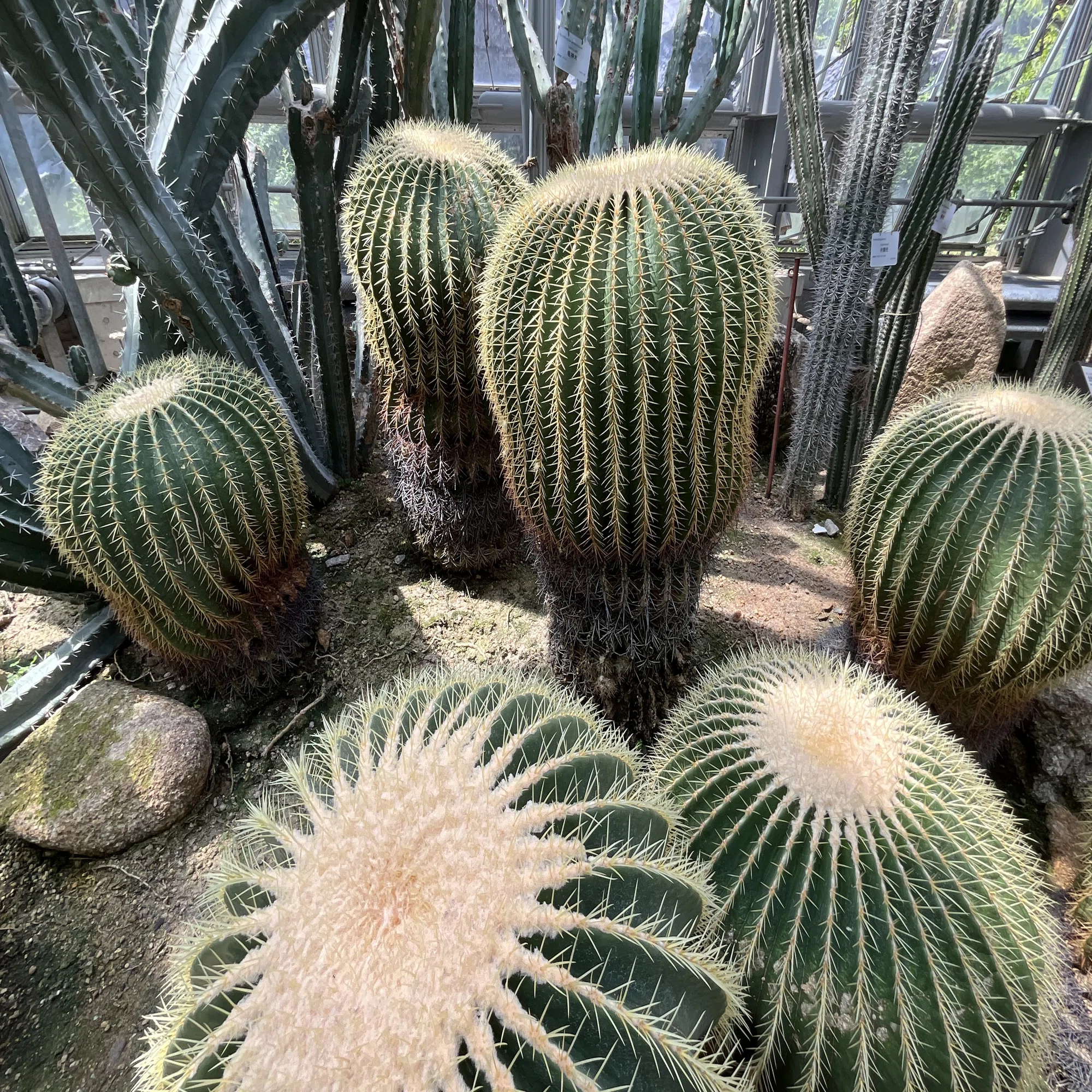 サボテン（京都府立植物園）：2025年8月30日（土）｜藤井秀昭（『京都 