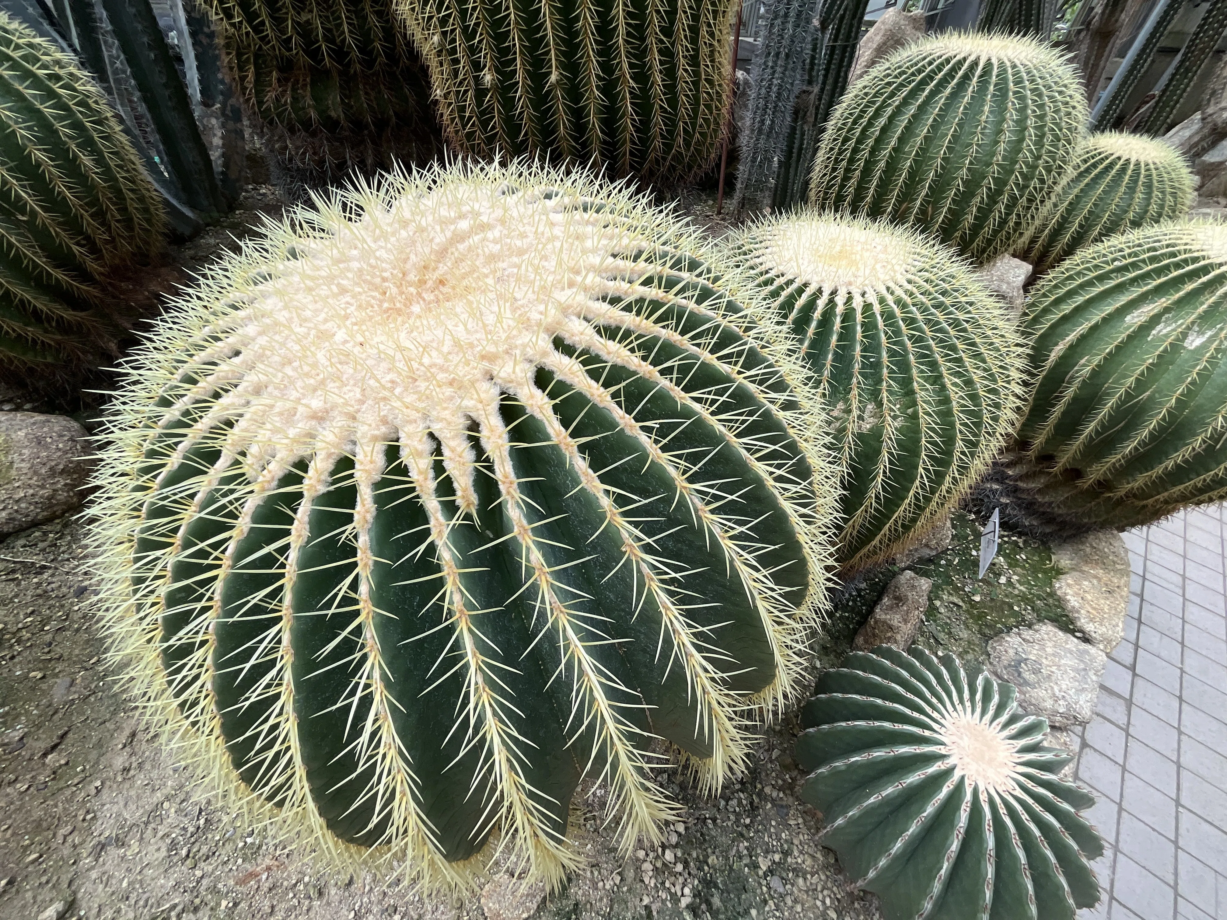 サボテン（京都府立植物園）：2025年8月30日（土）｜藤井秀昭（『京都
