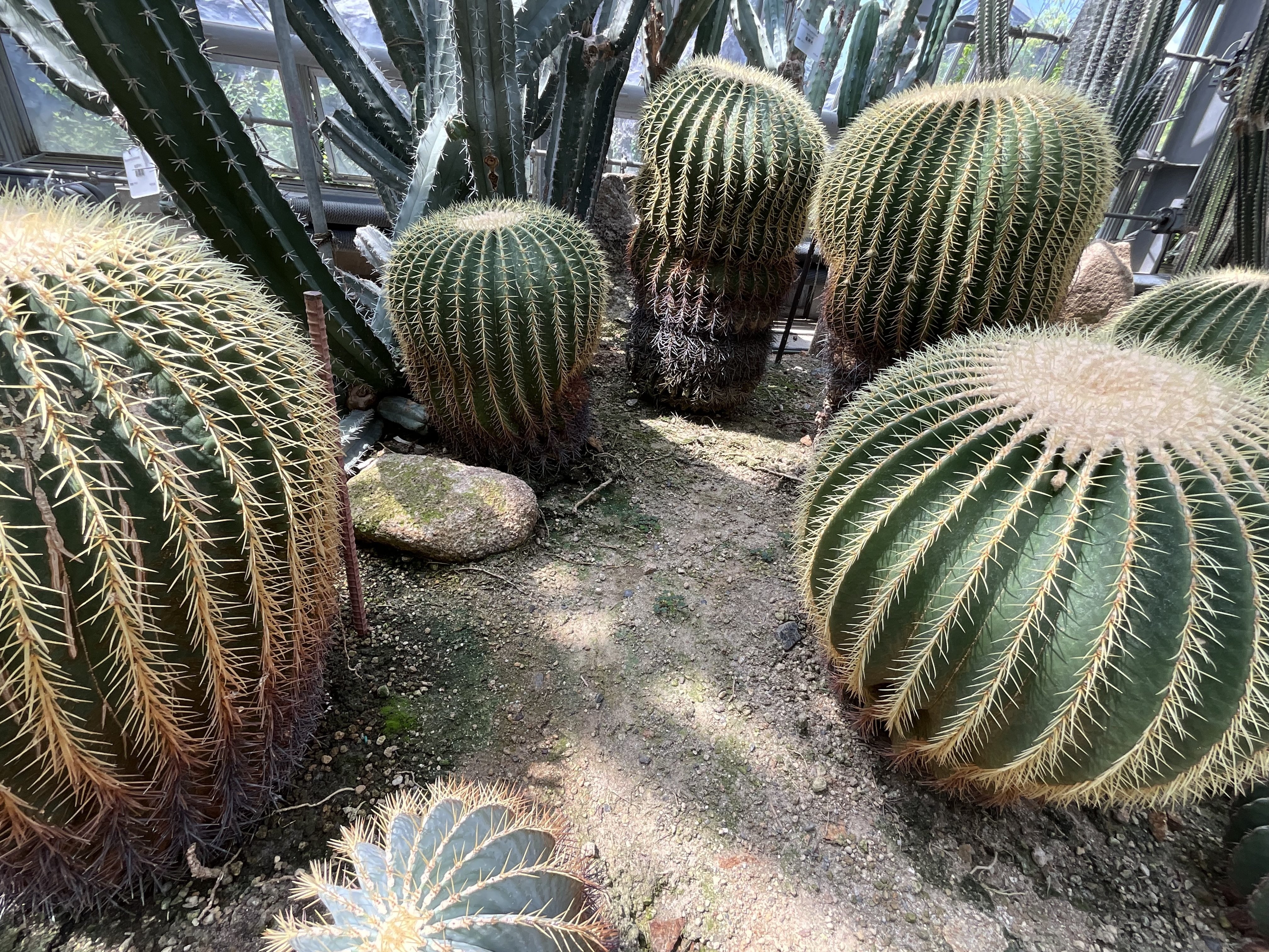 サボテン（京都府立植物園）：2025年8月30日（土）｜藤井秀昭（『京都