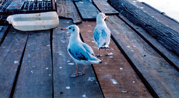 水上家屋にいた鳥