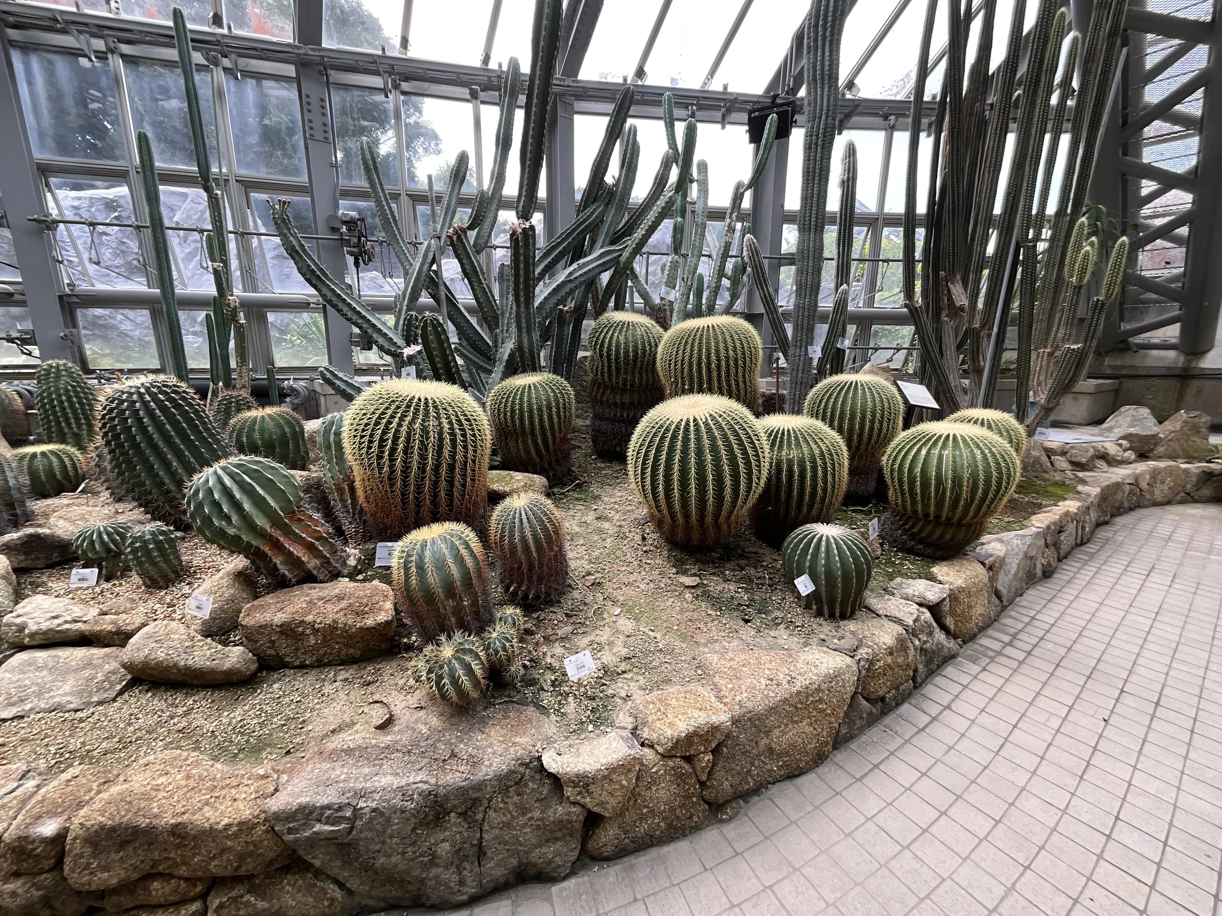 サボテン（京都府立植物園）：2025年8月30日（土）｜藤井秀昭（『京都