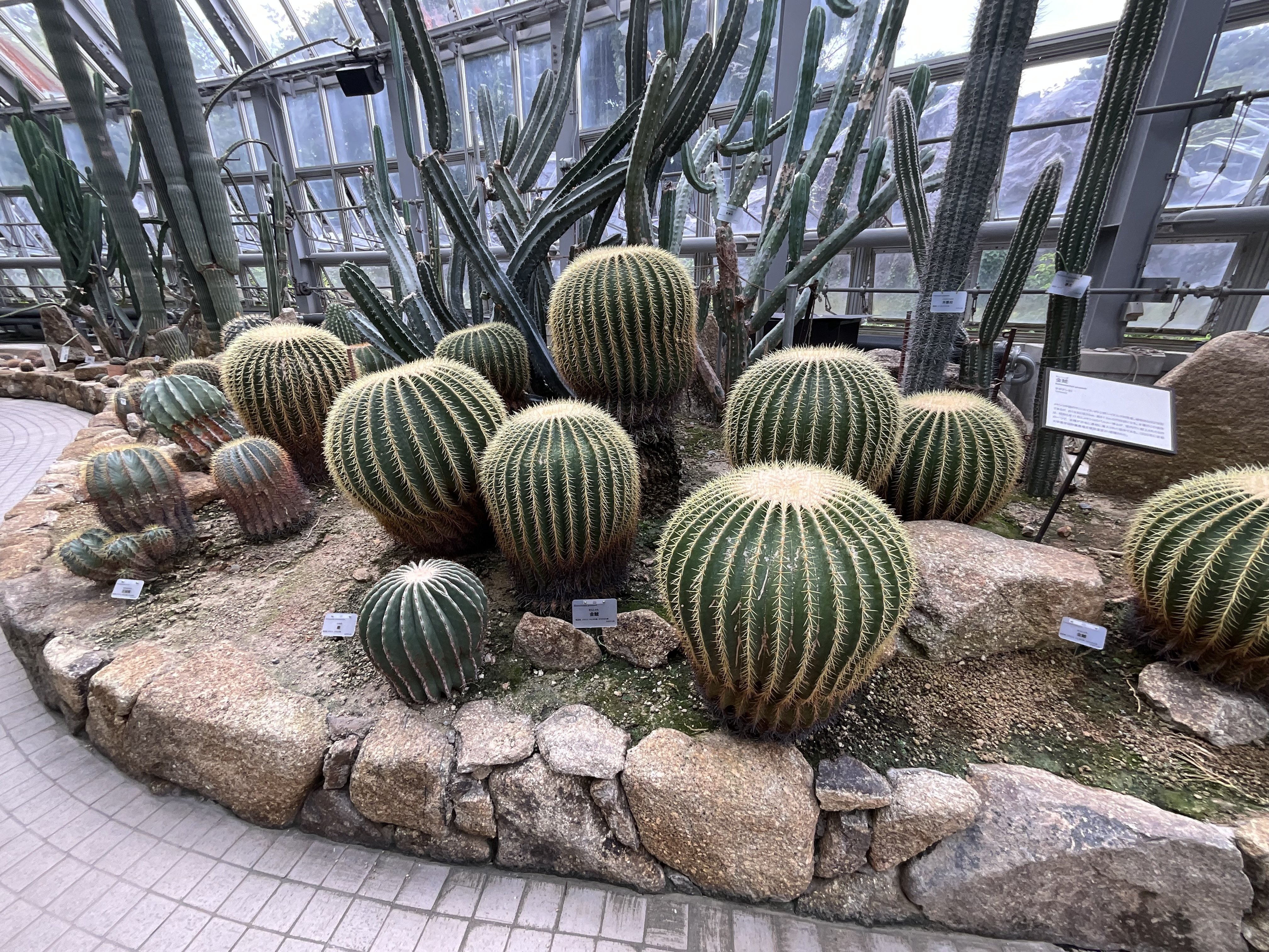 サボテン（京都府立植物園）：2025年8月30日（土）｜藤井秀昭（『京都