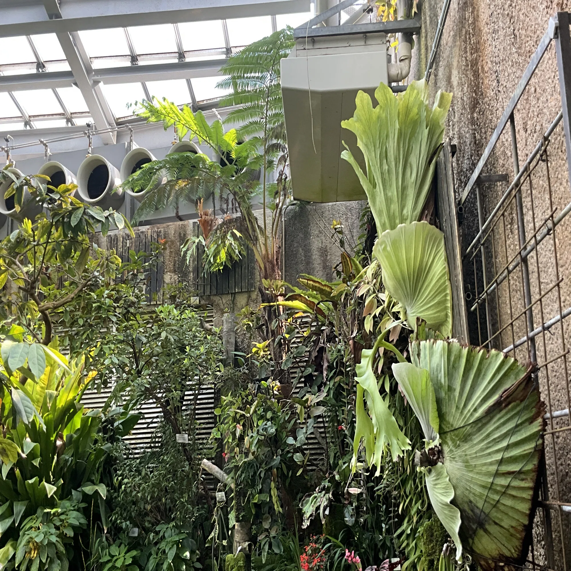 プラティケリウム・アルキコルネ（ビカクシダ，京都府立植物園観覧温室 