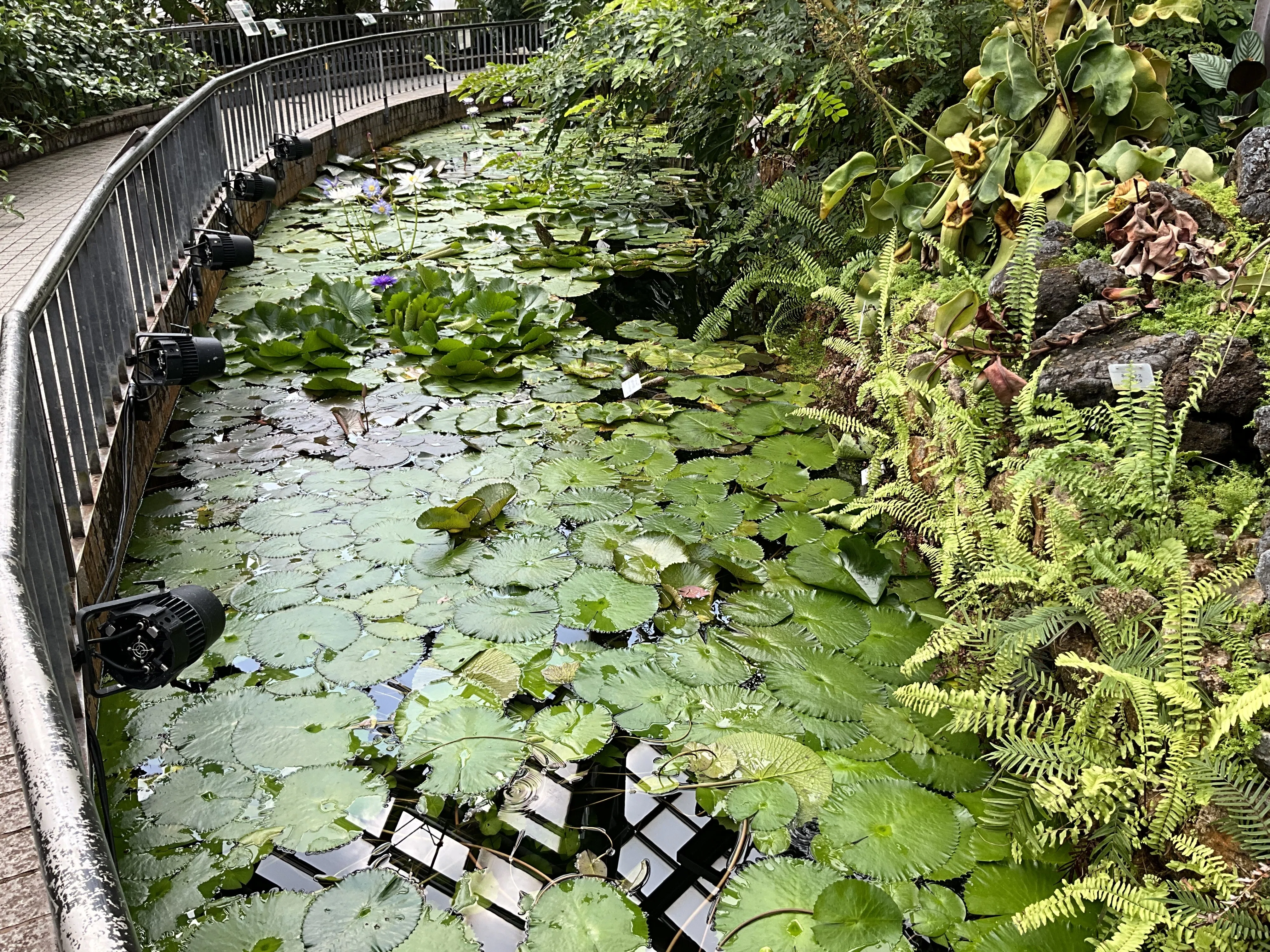 ニンファエア・イムタビリス（京都府立植物園）：2025年9月1日（月