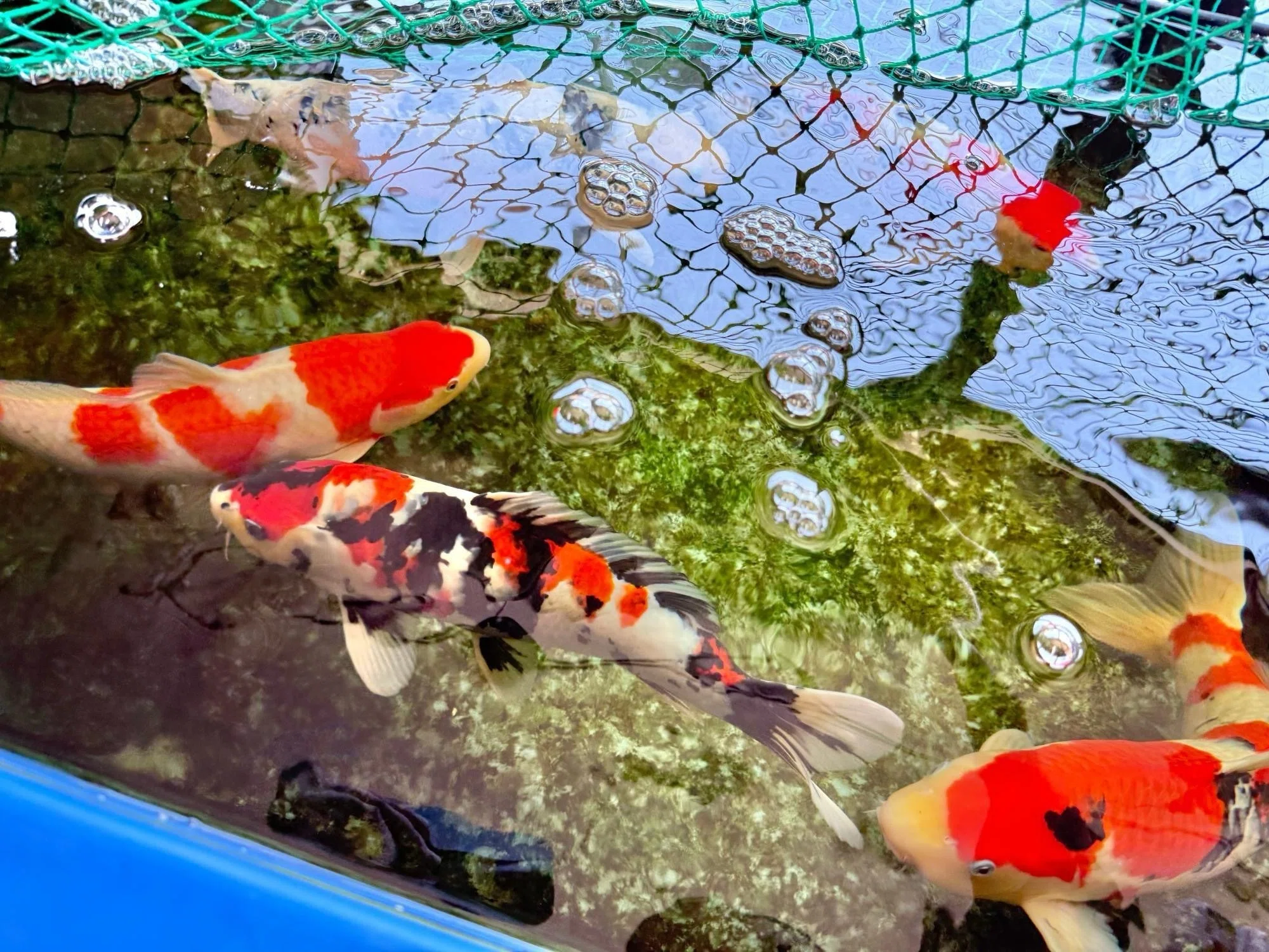 金魚屋 KICHI」命の輝き！4年の努力が生んだ「泳ぐ金魚」の大革命