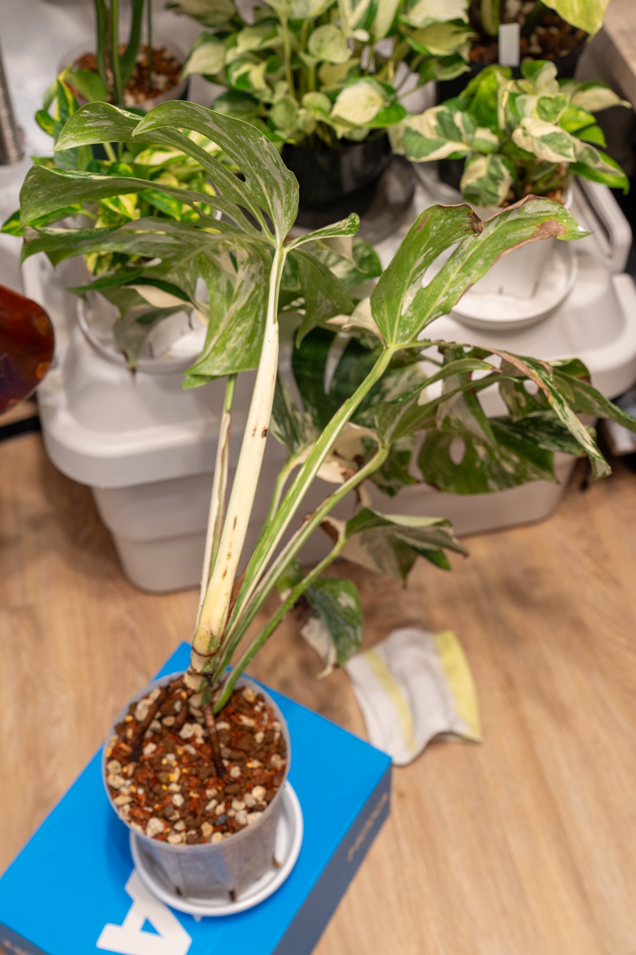 モンステラ・ハイブリッド・ホワイトフェアリーの成長記録｜燃えるゴミ