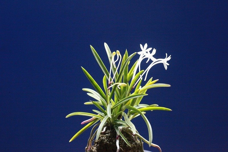 富貴蘭「さぬき小町」の花｜KJ Morison