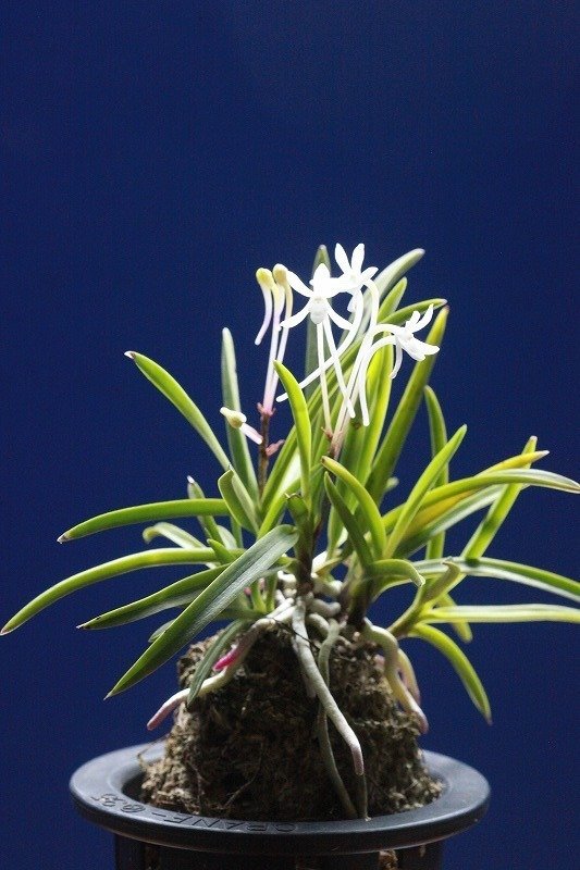 富貴蘭「さぬき小町」の花｜KJ Morison