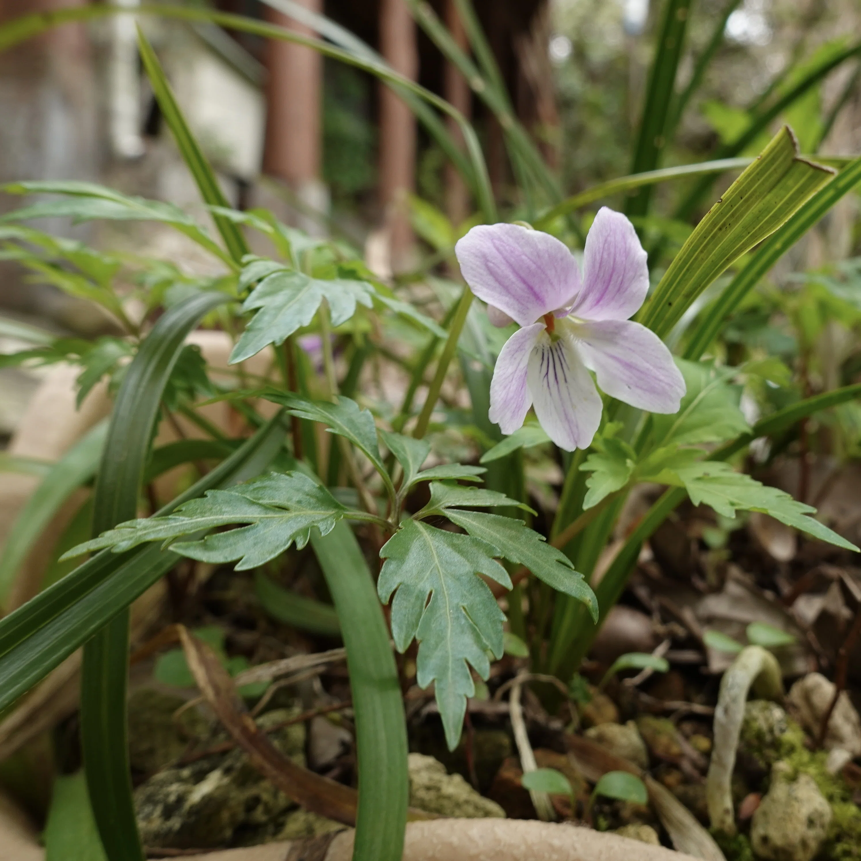 ナンザンスミレ Viola chaerophylloides｜noteスミレの部屋 – Violets