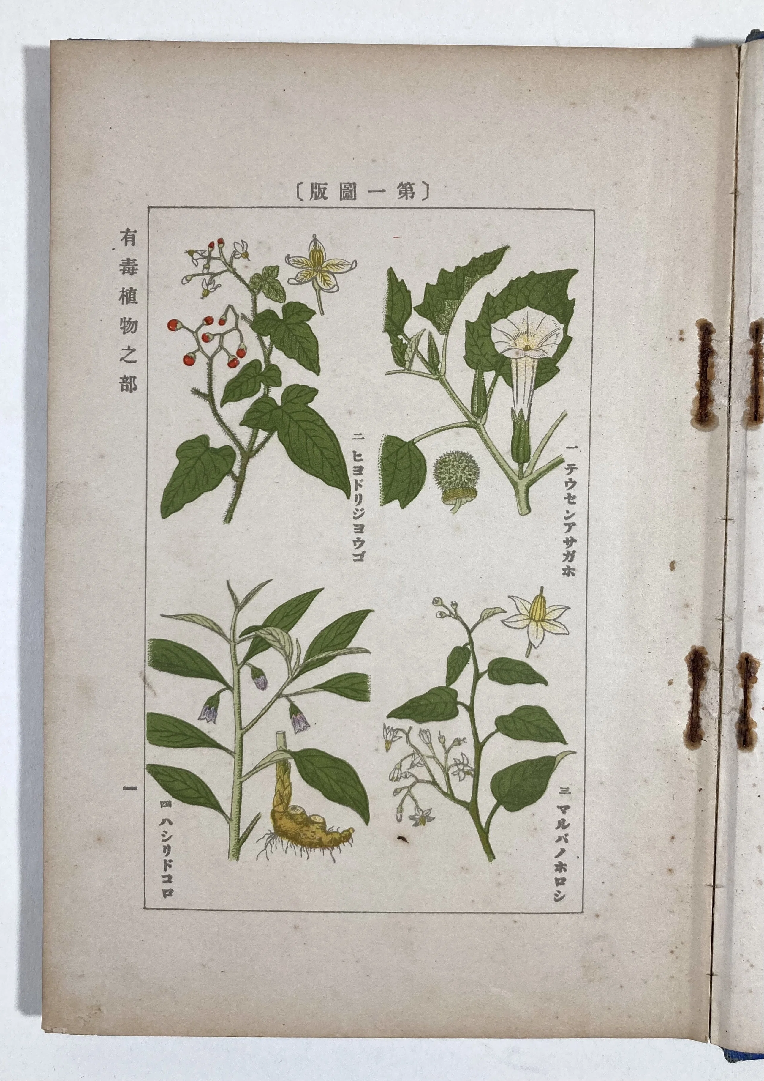 植物には悪意がある｜daily-sumus note
