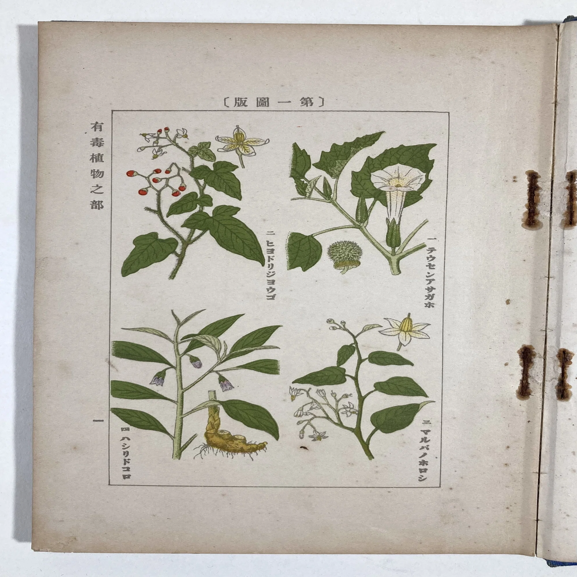 植物には悪意がある｜daily-sumus note