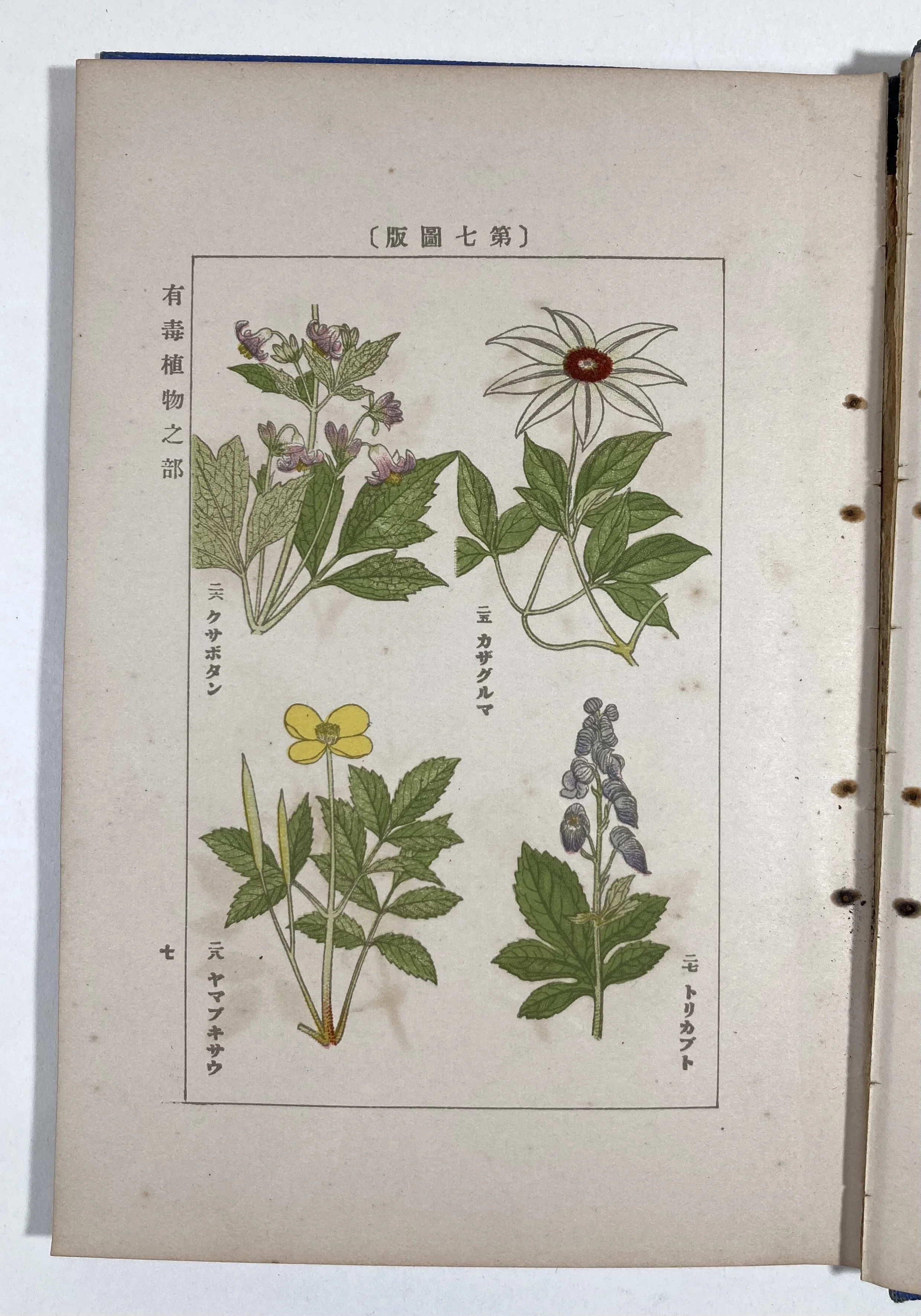 植物には悪意がある｜daily-sumus note