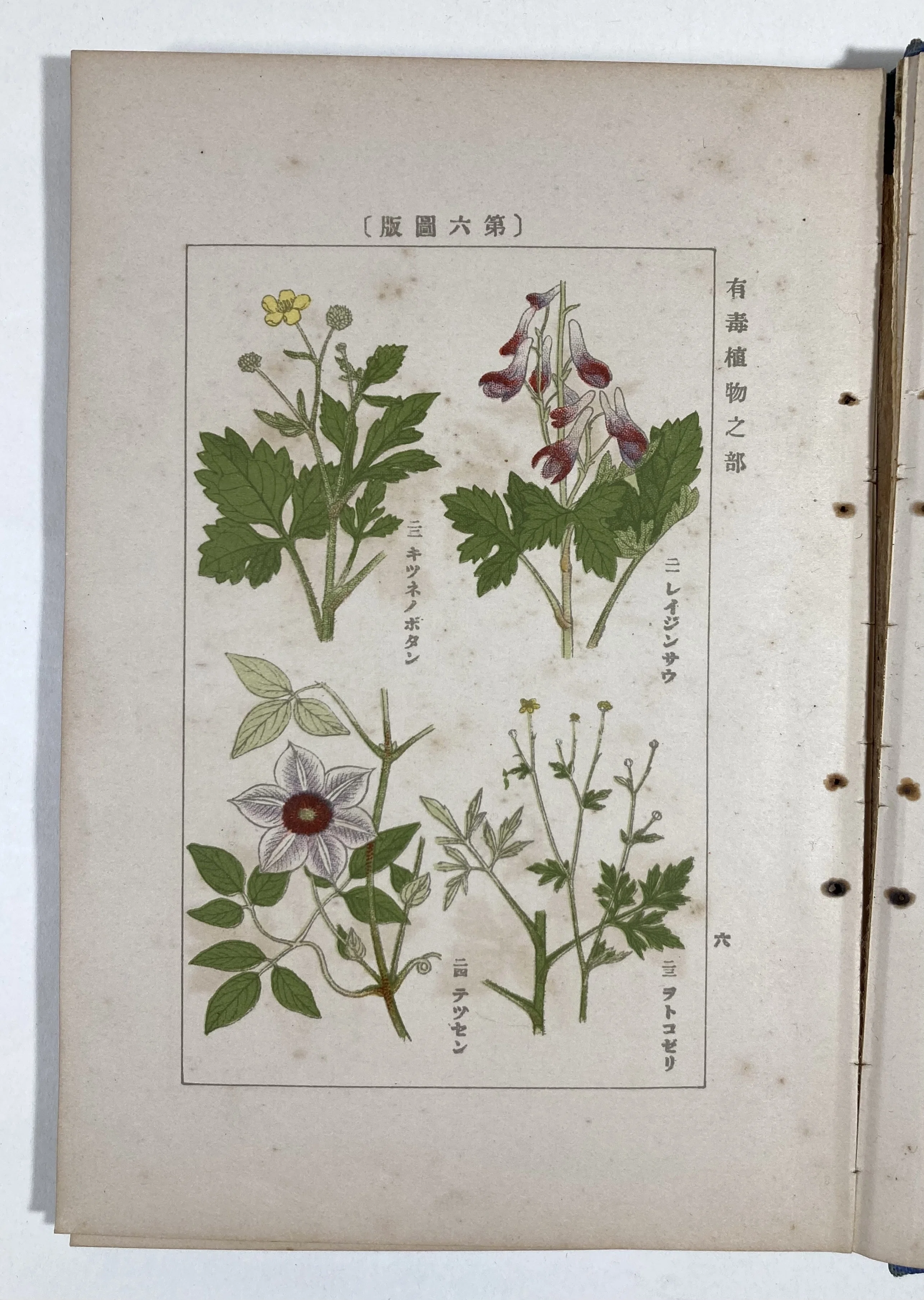 植物には悪意がある｜daily-sumus note