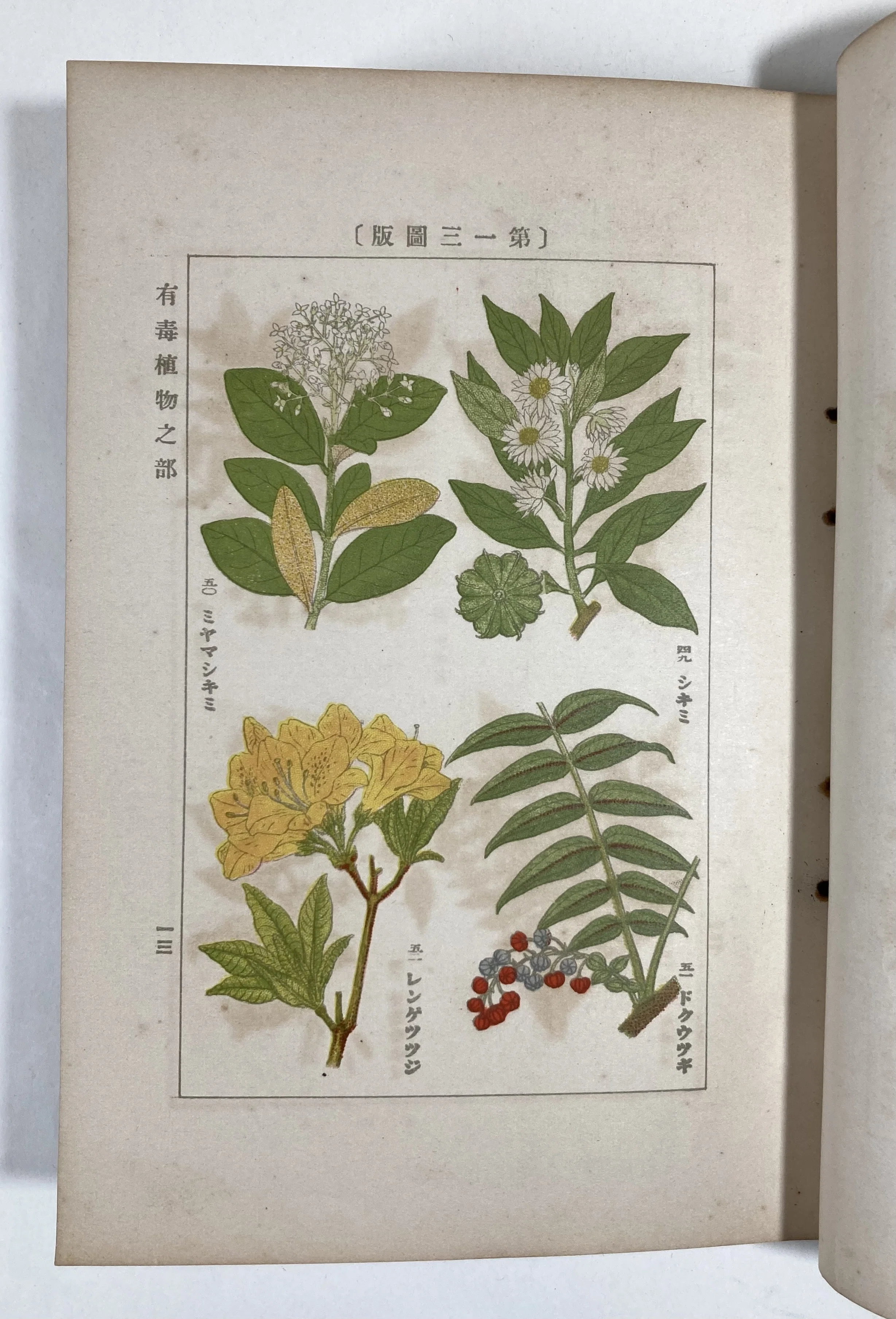 植物には悪意がある｜daily-sumus note