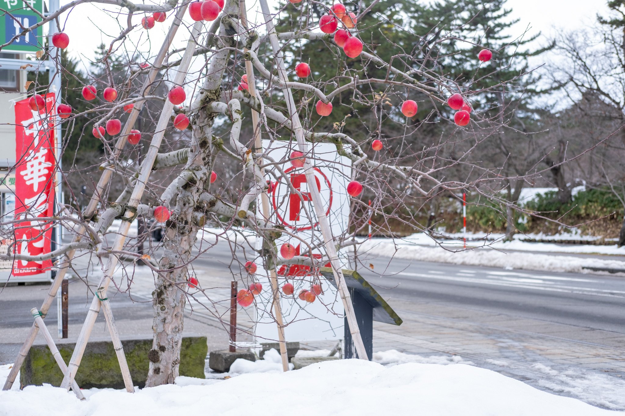 いまさら】#20 ねぷたと津軽海峡冬景色｜Shima